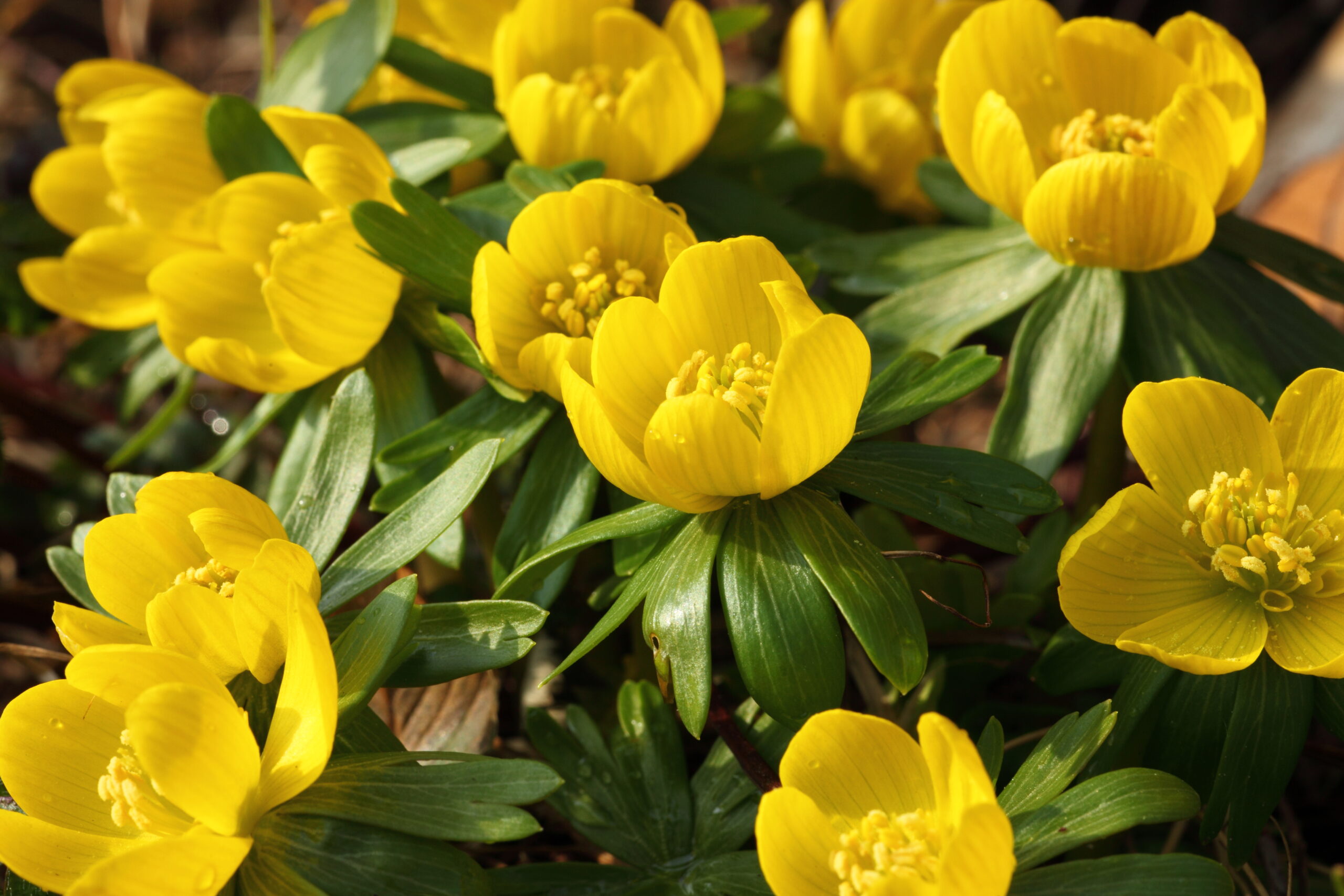 Eranthis - winter aconite