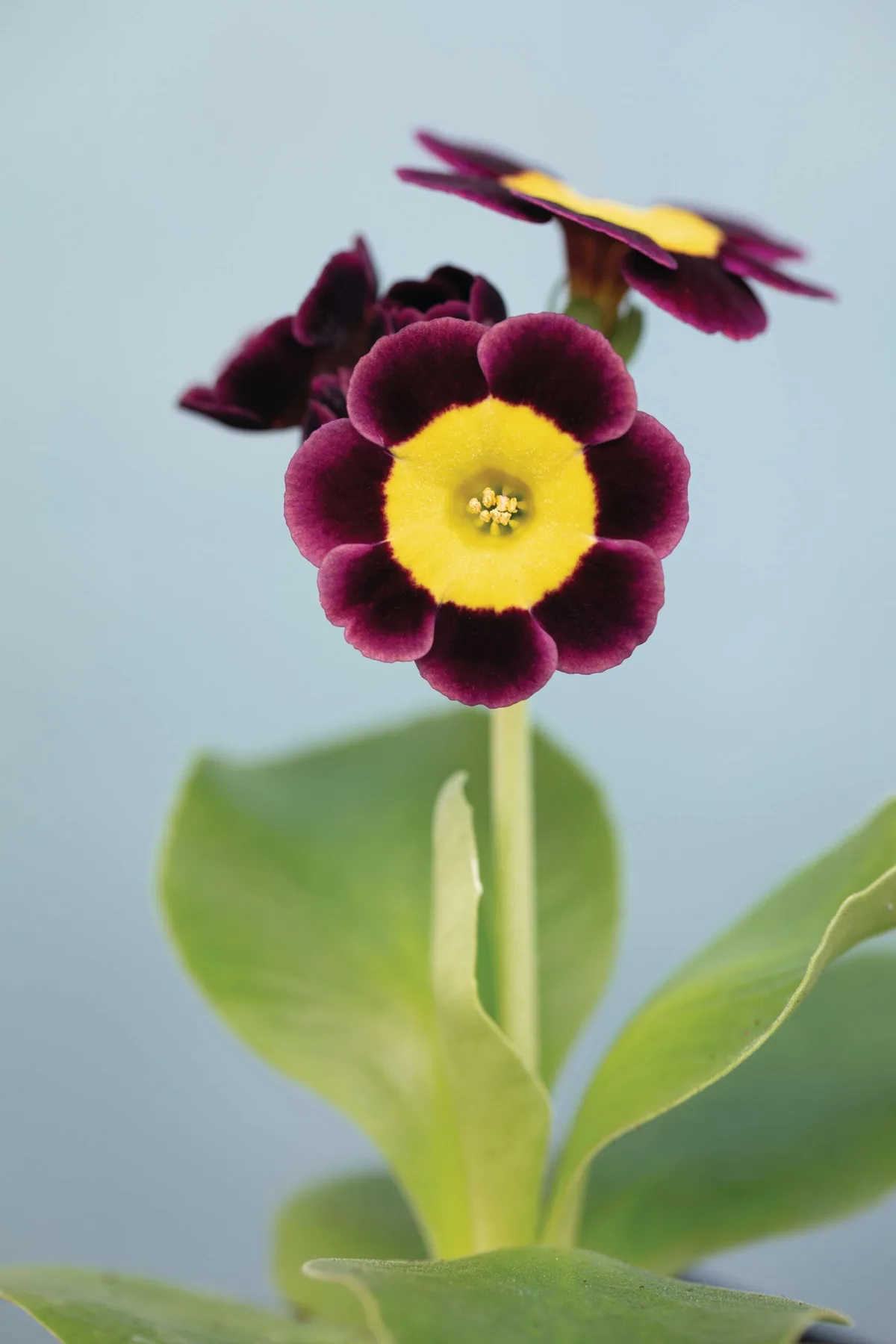 Primula auricula Sandhills