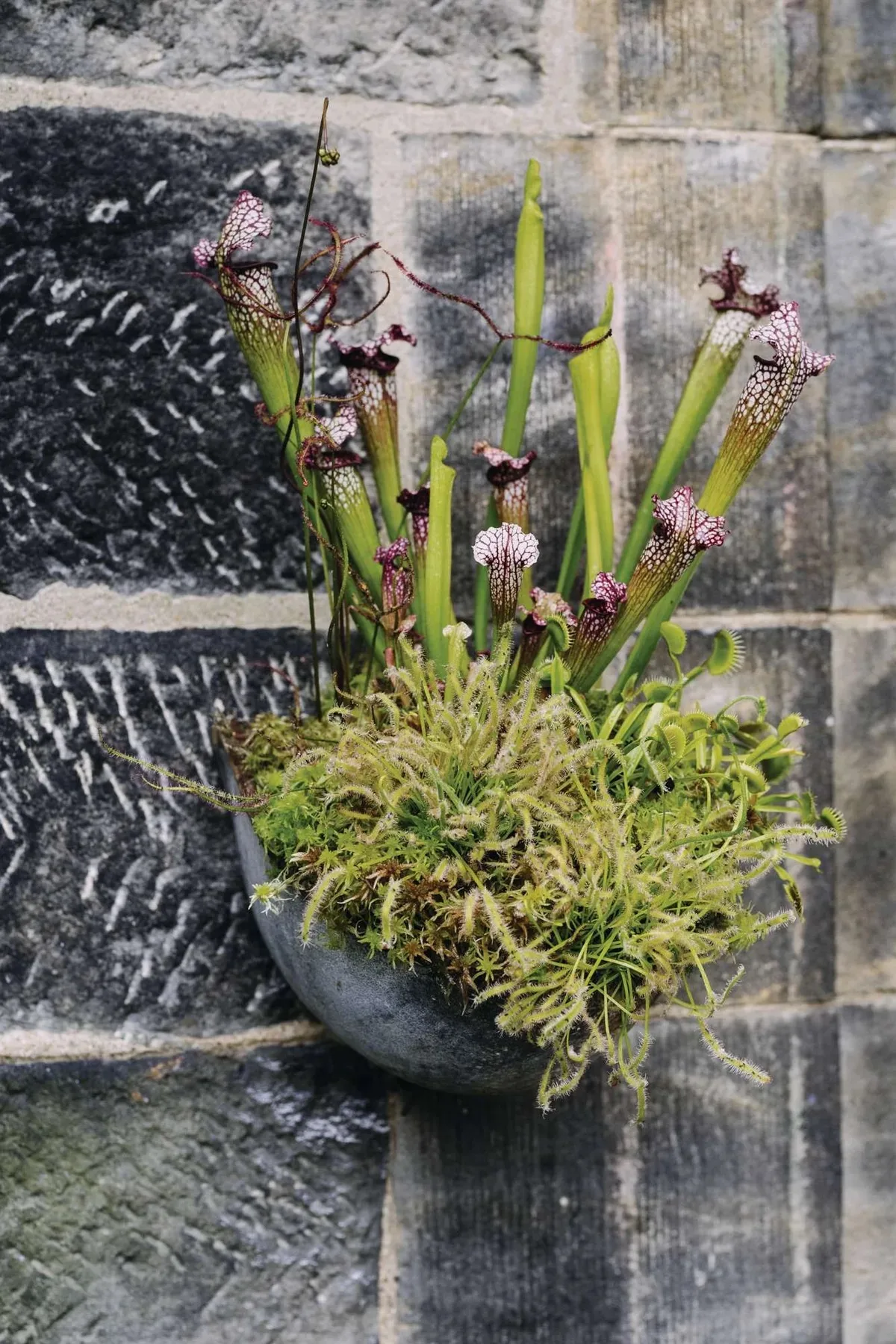 Carnivorous plants in a pot display