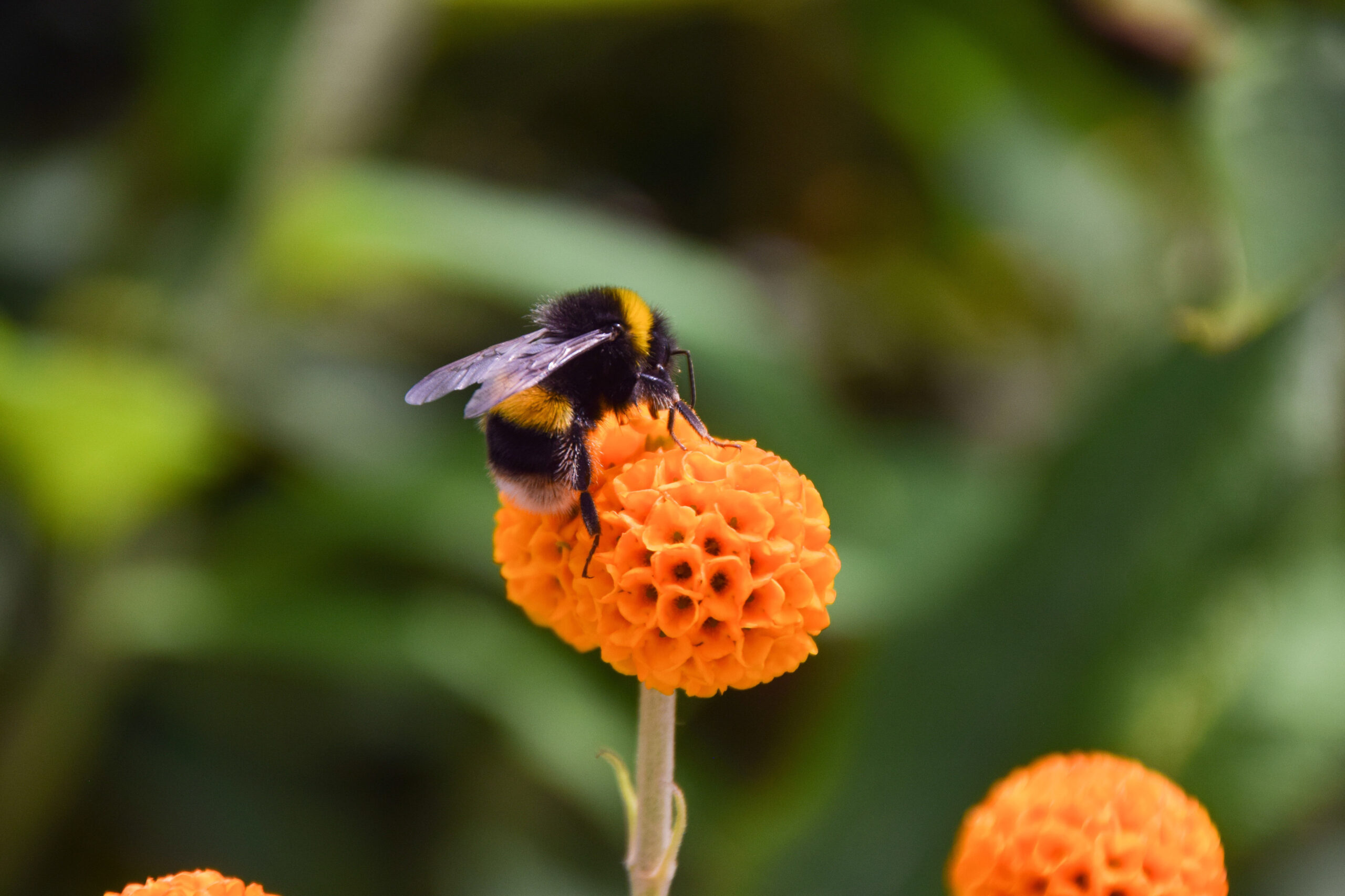 Bumblebee