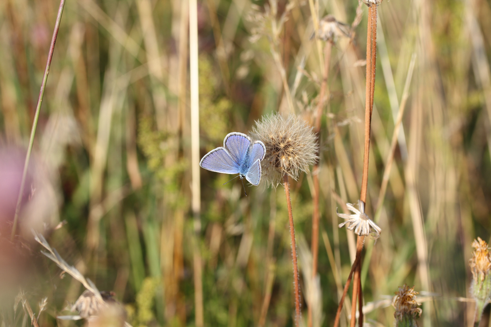 Common Blue butterfly