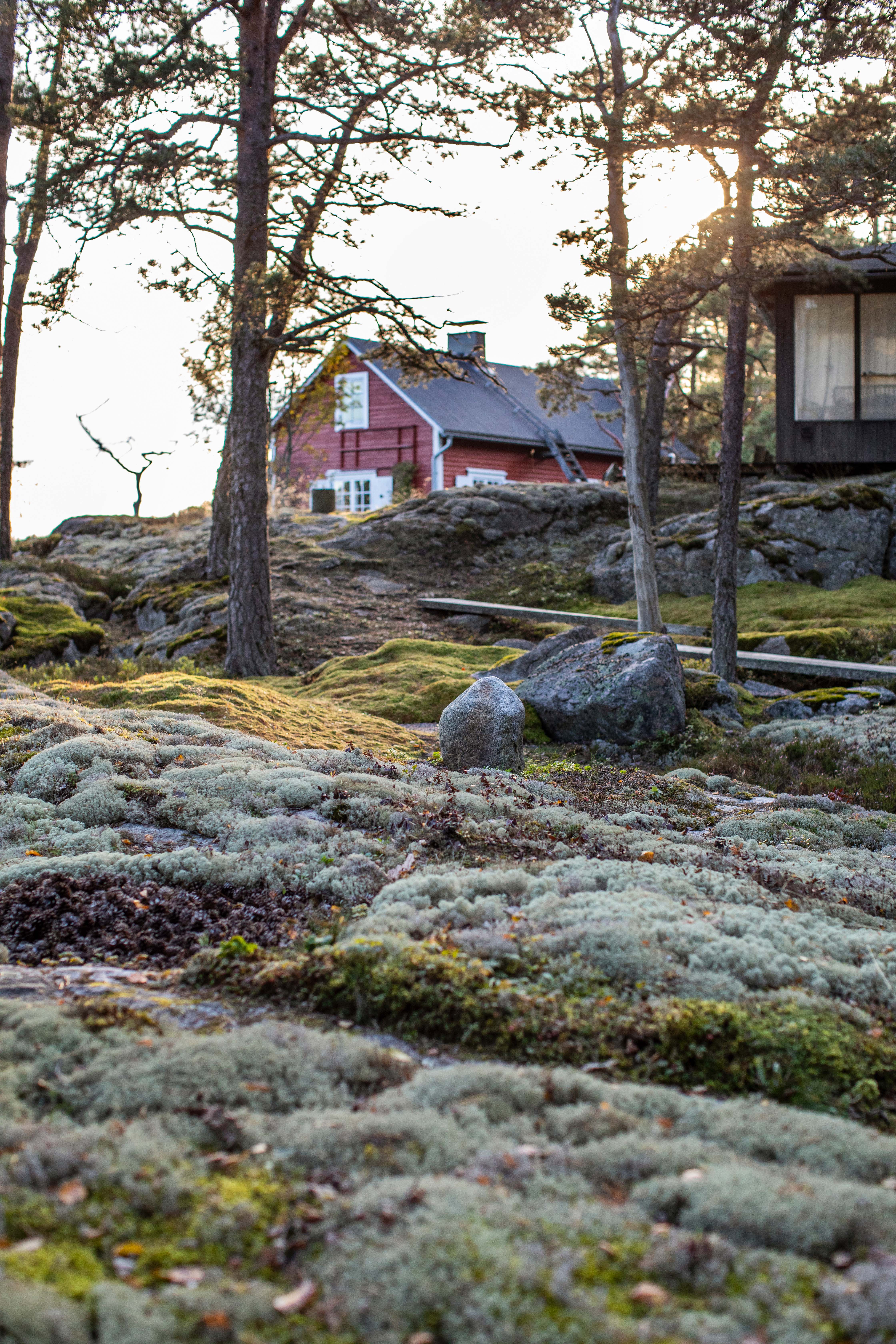 Moss garden by Tom Simons