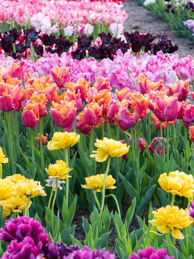 Tulip Plant Trial Wisley © Nicola Stocken