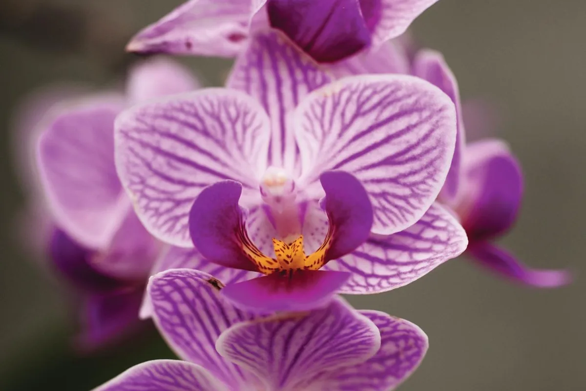 Phalaenopsis Birdie moth orchid