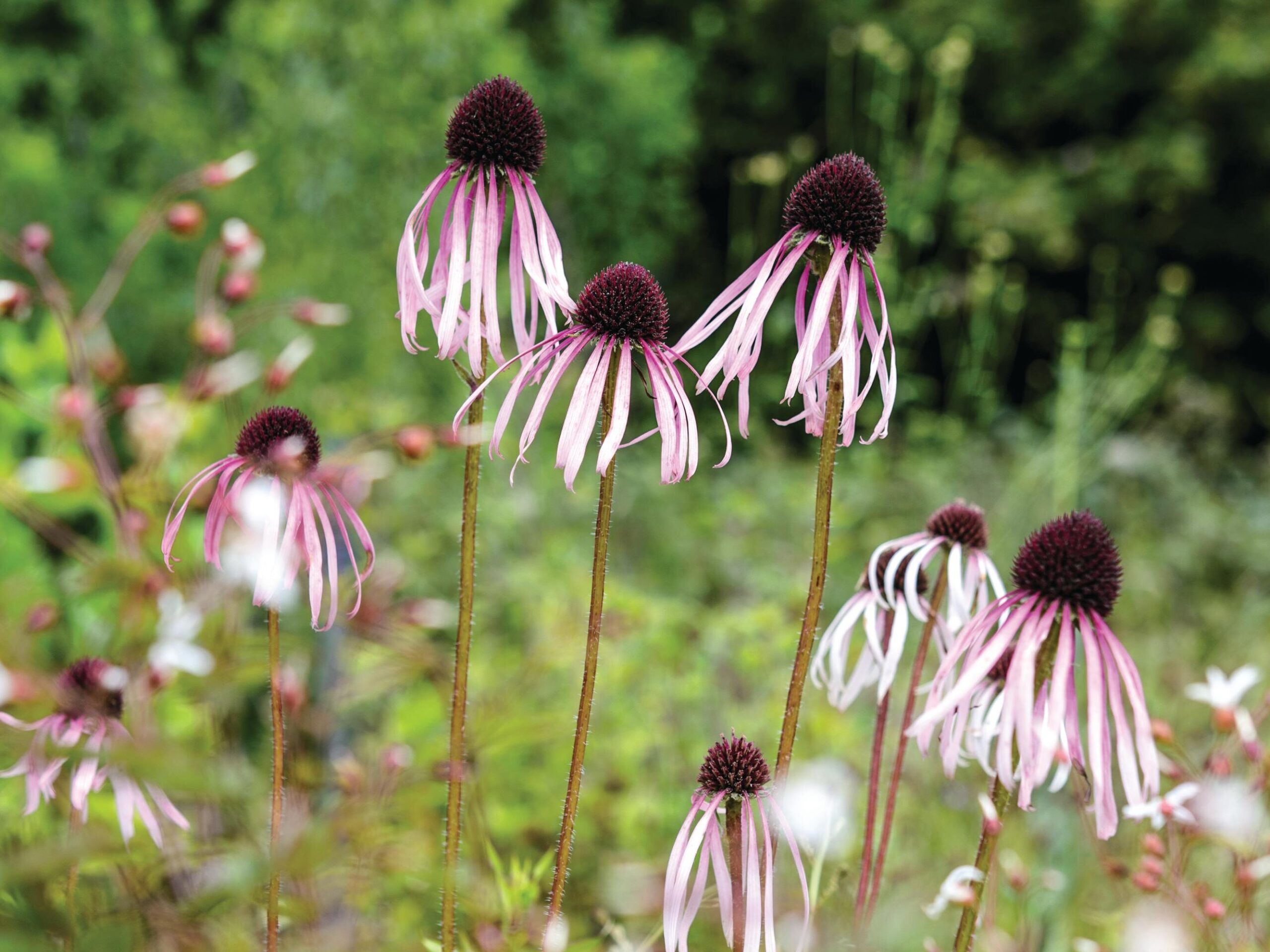 Echinacea pallida