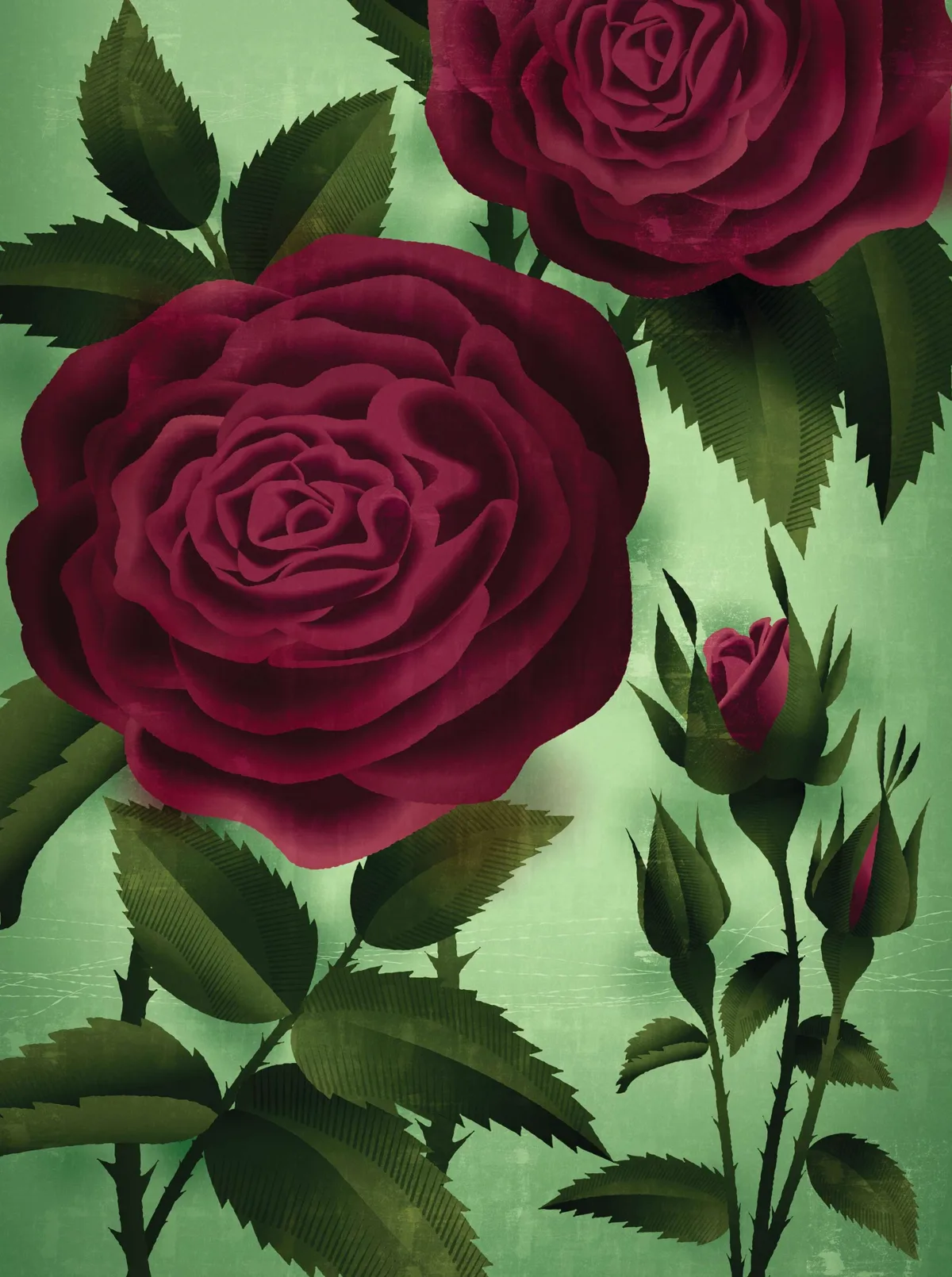Garden roses