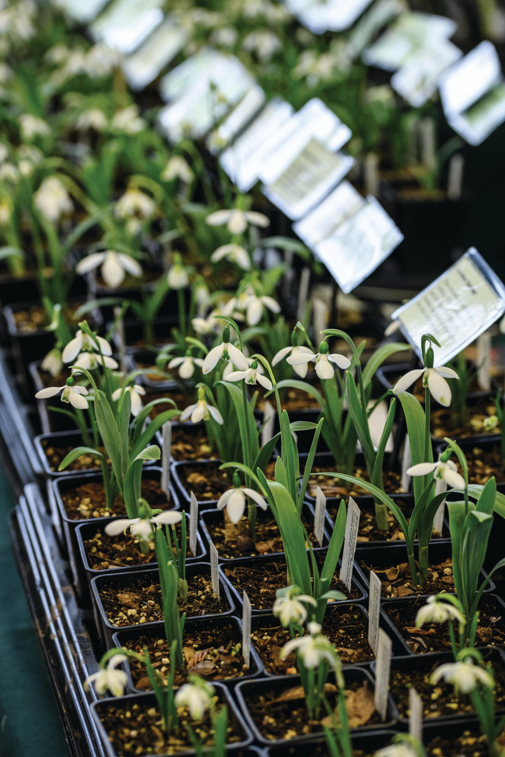Snowdrops for sale at the Shepton Mallet snowdrop festival