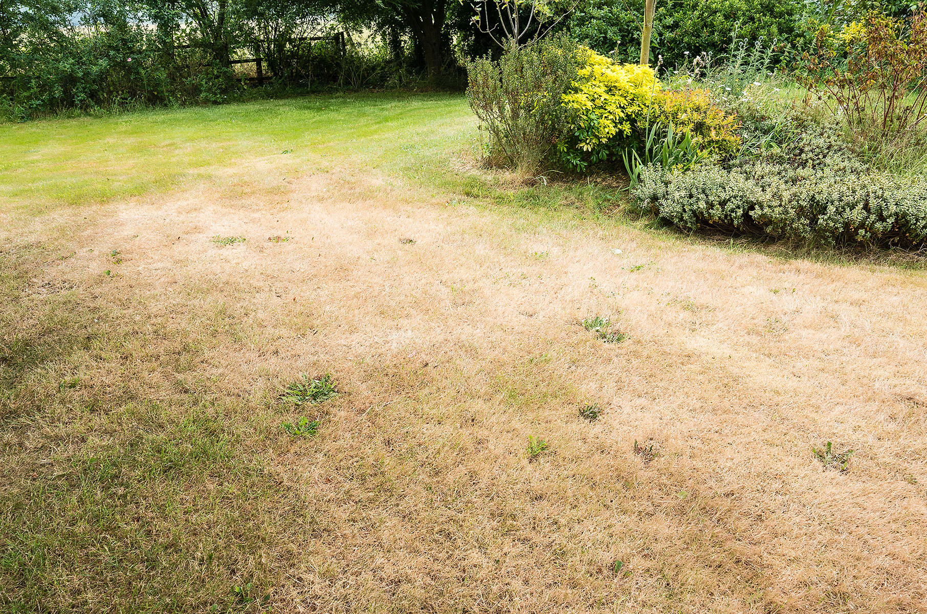A yellow lawn