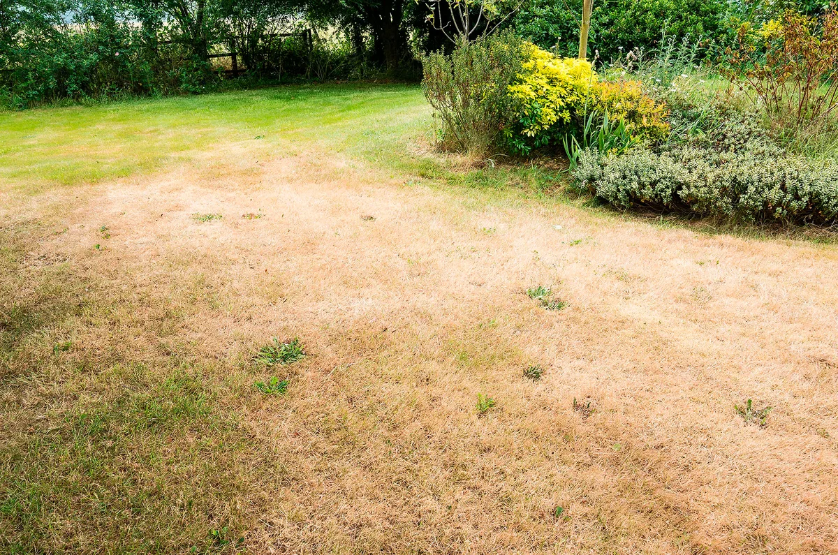 A yellow lawn