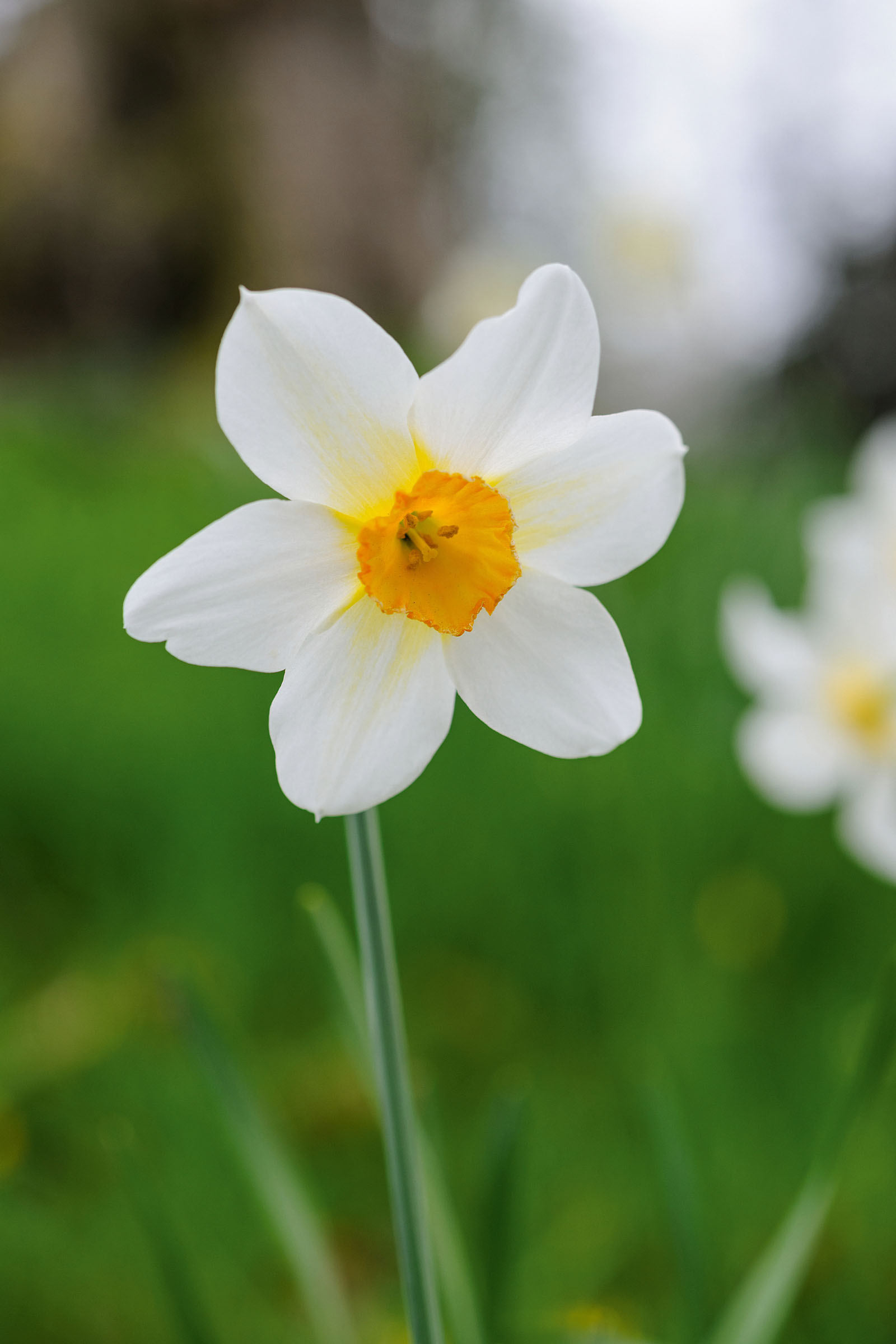 Narcissus 'Sunrise'