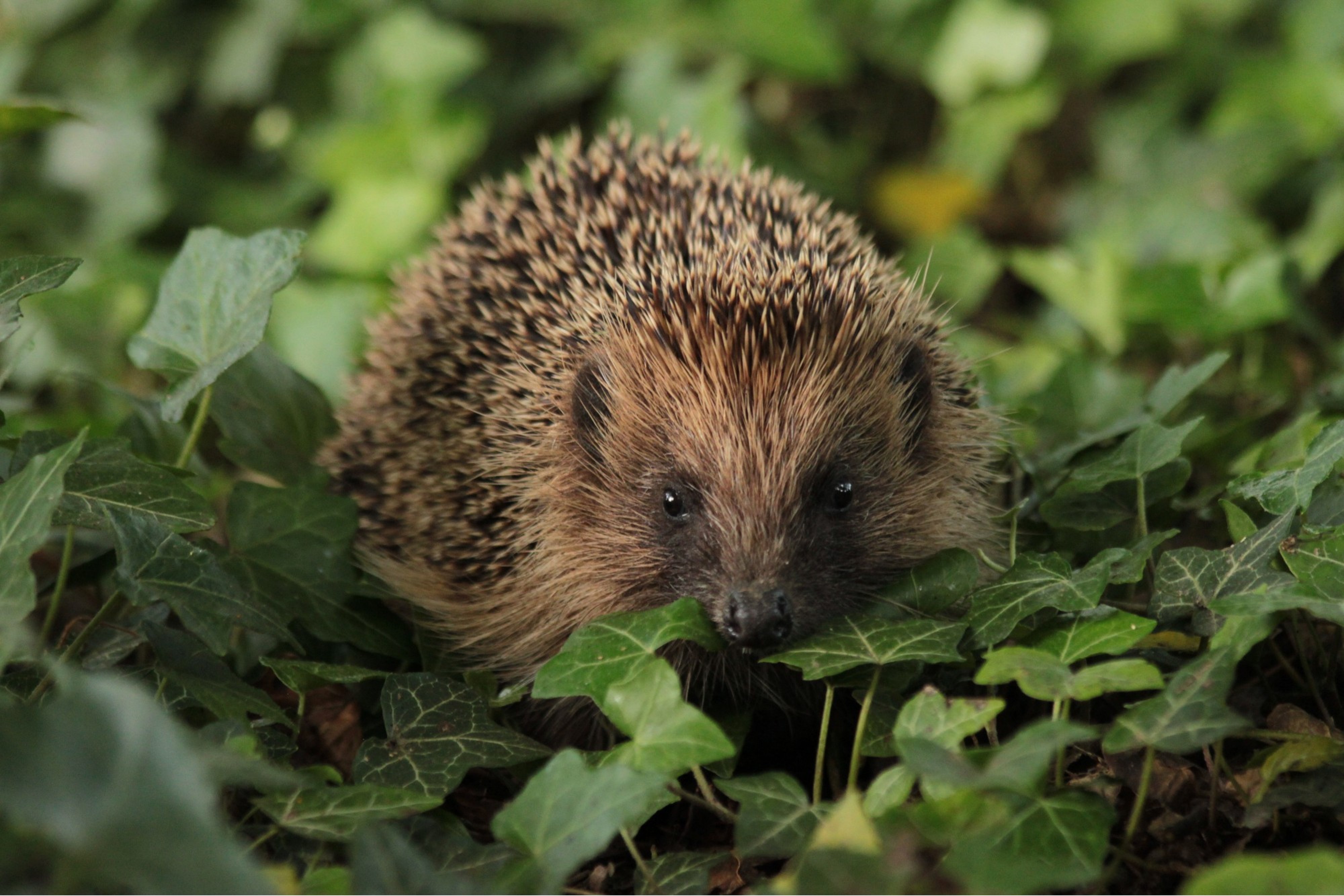 A hedgehog