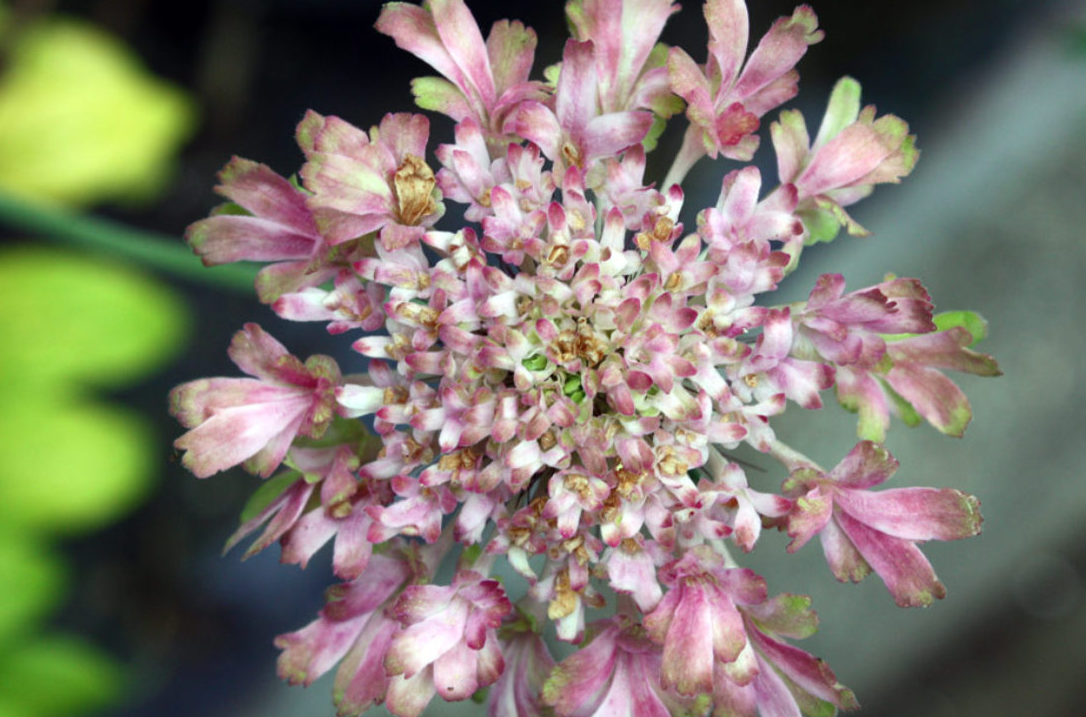 Scabiosa 'Magic'