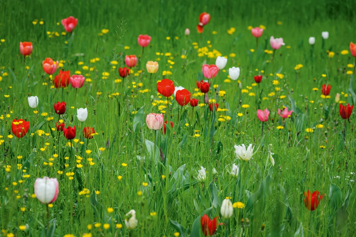 Villa Pisani Scalabrin - Tulips