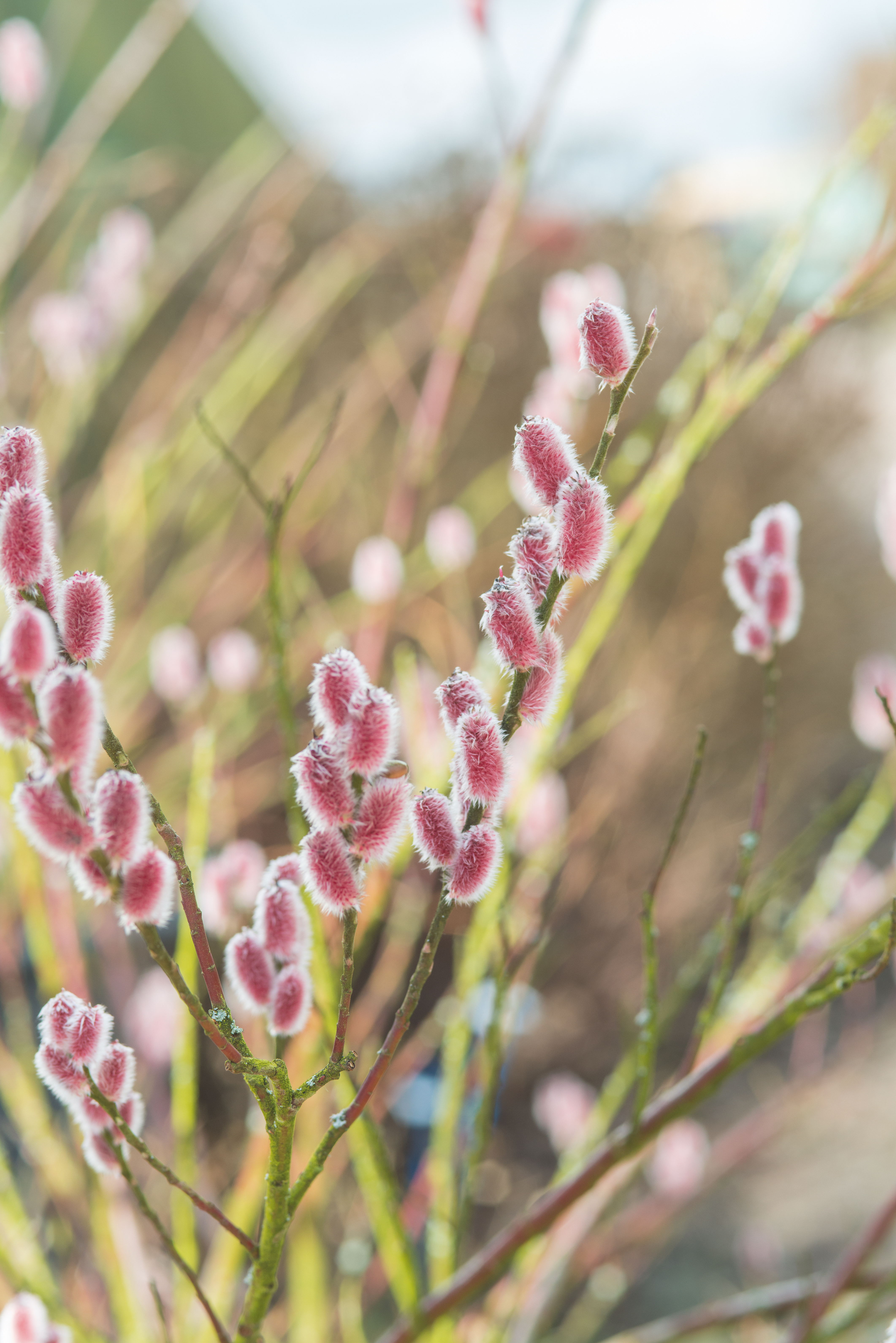 Pussy willow