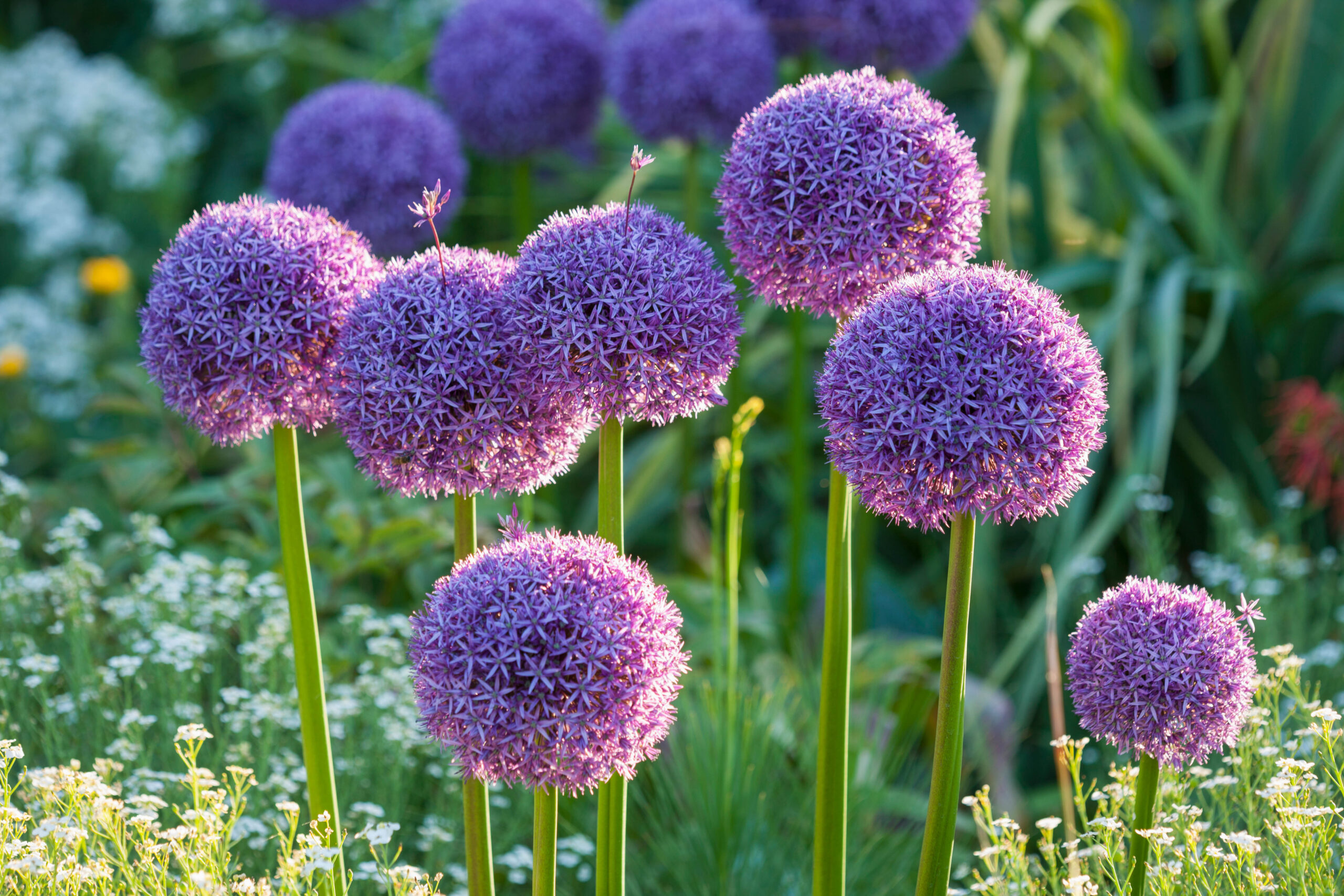 Allium 'Globemaster'