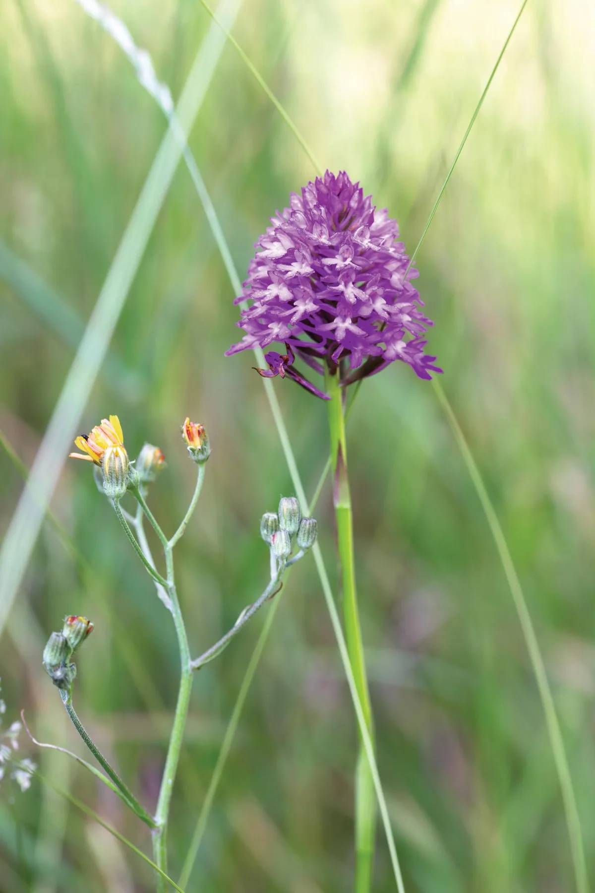 Purple flower
