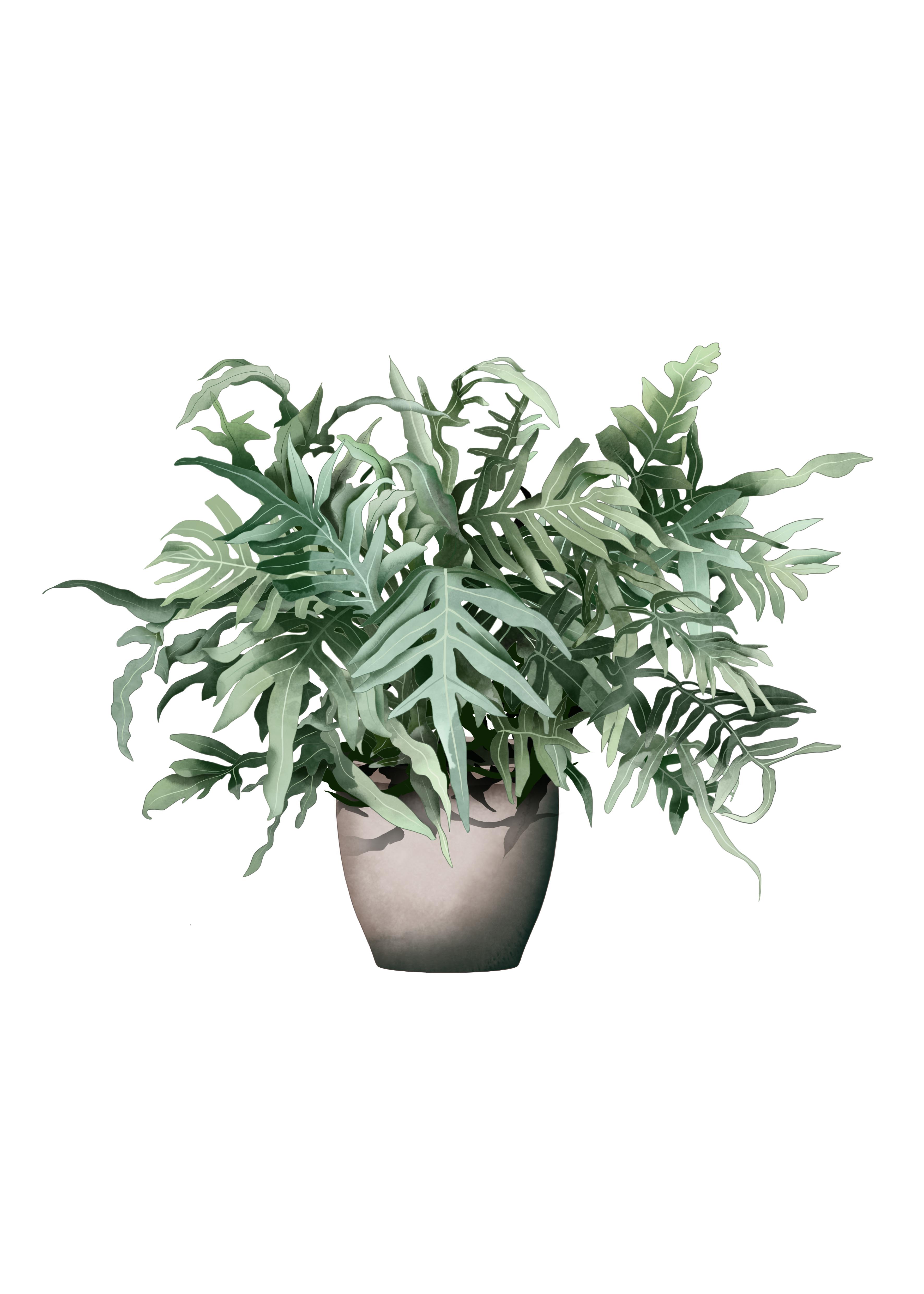 Phlebodium aureum or fern