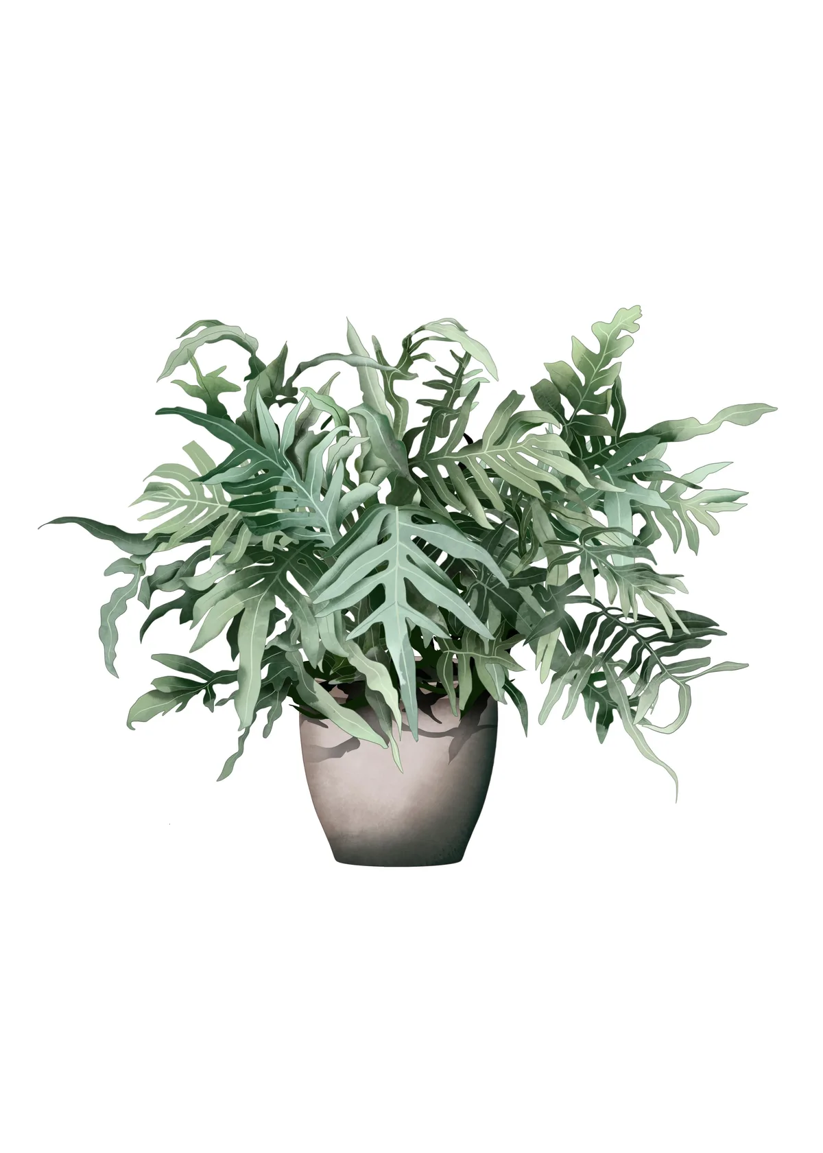 Phlebodium aureum or fern