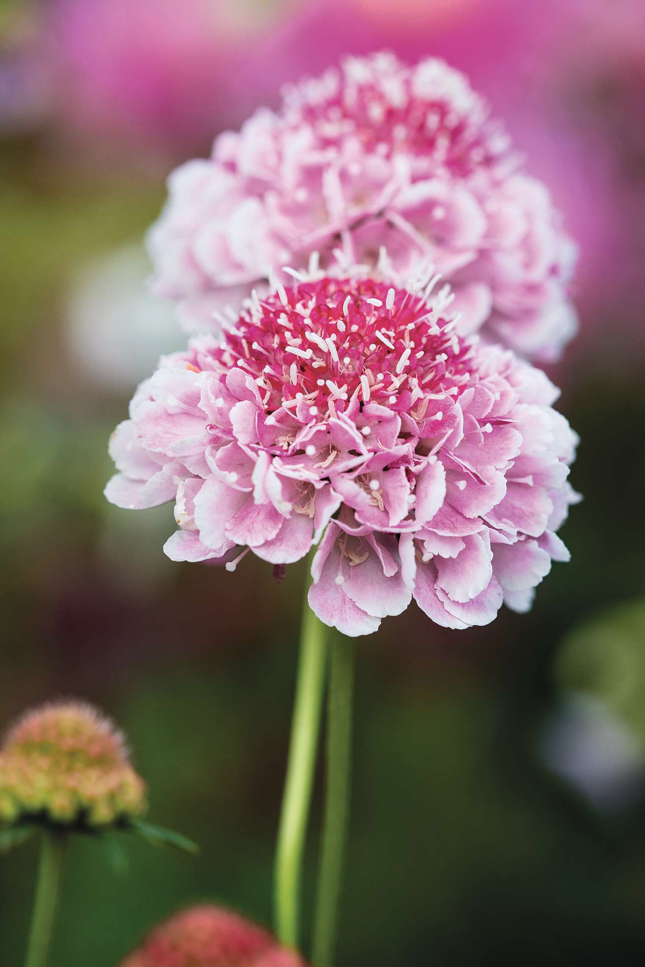 Scabiosa atropurpurea 'Beaujolais Bonnets'