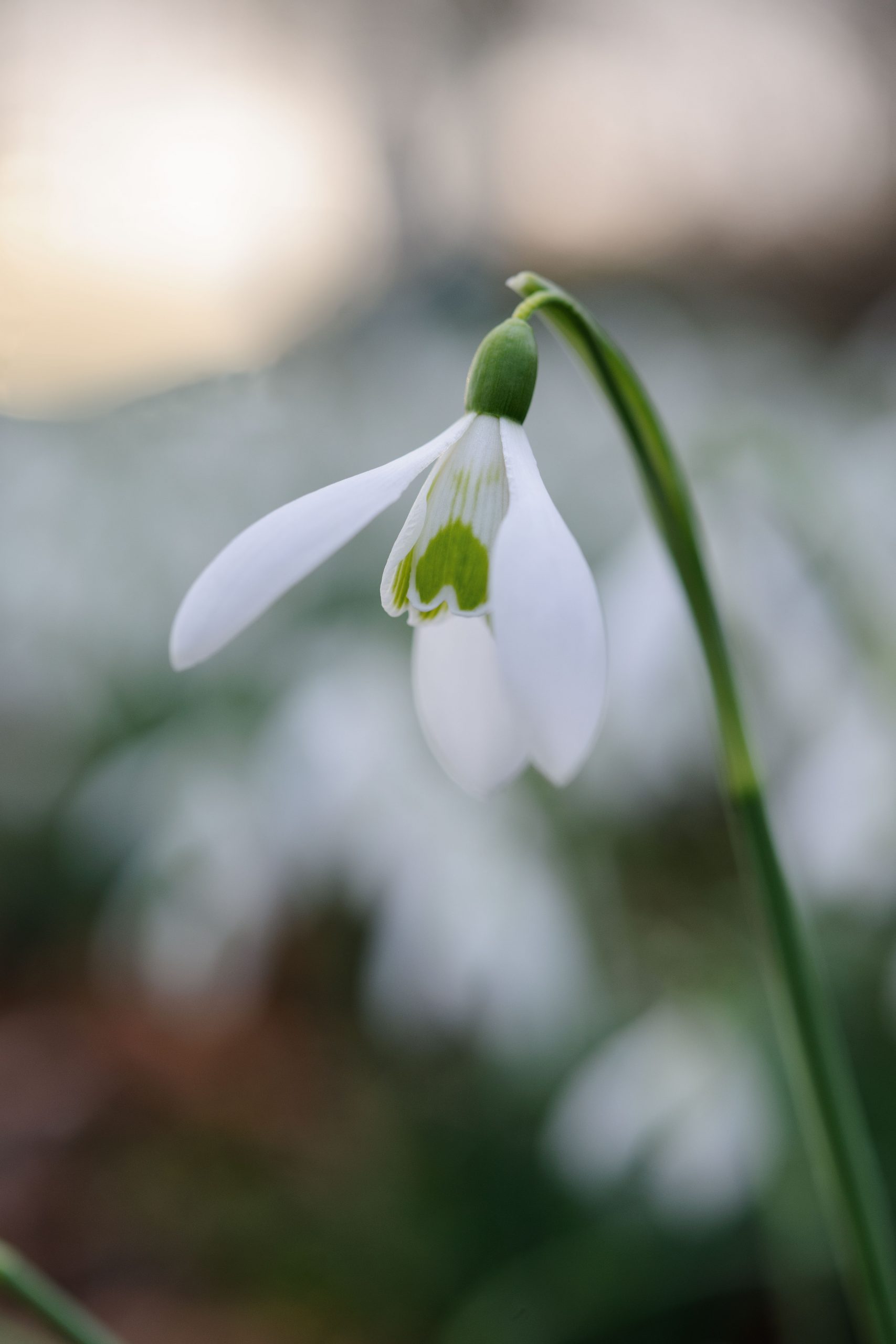 Snowdrops: Galanthus nivalis from Prior Park