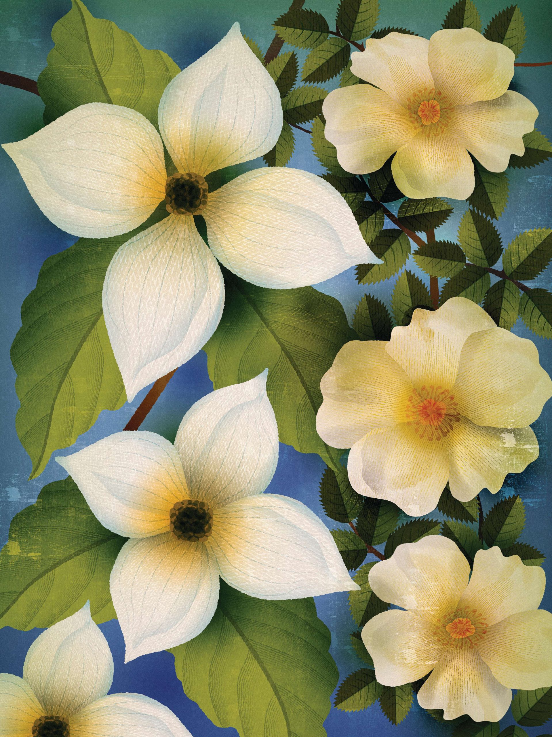 Illustration of flowers
