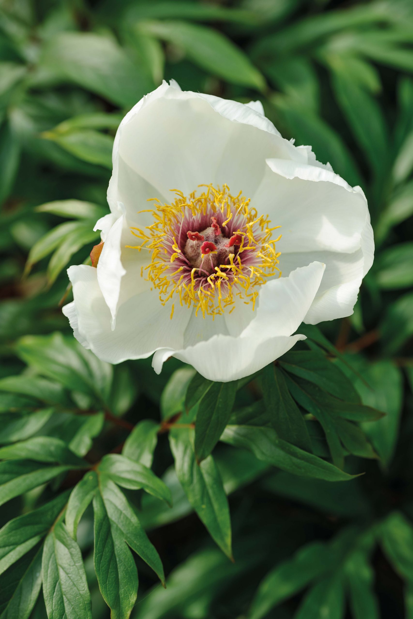 Paeonia clusii
