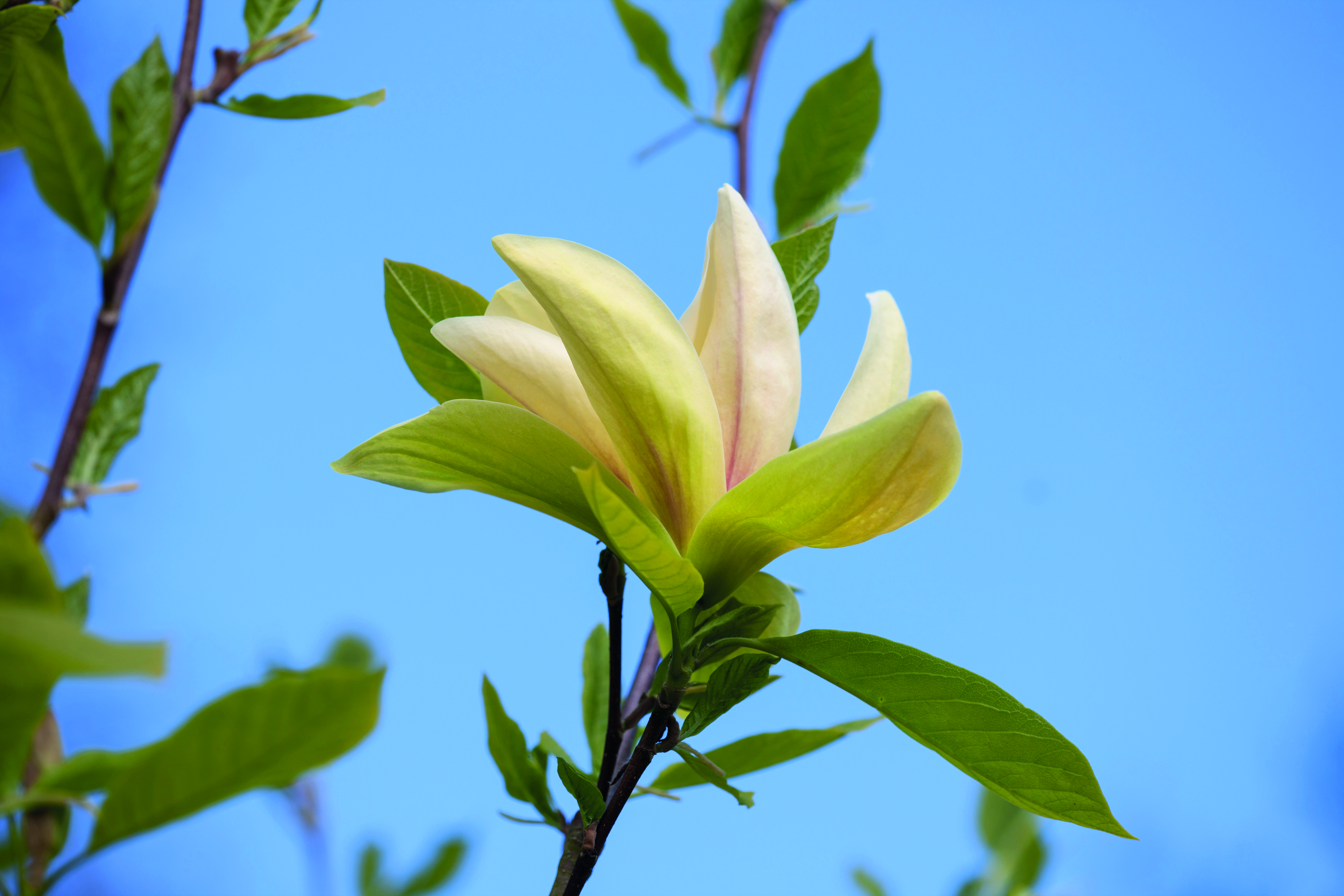 Magnolia 'Garden Pond'