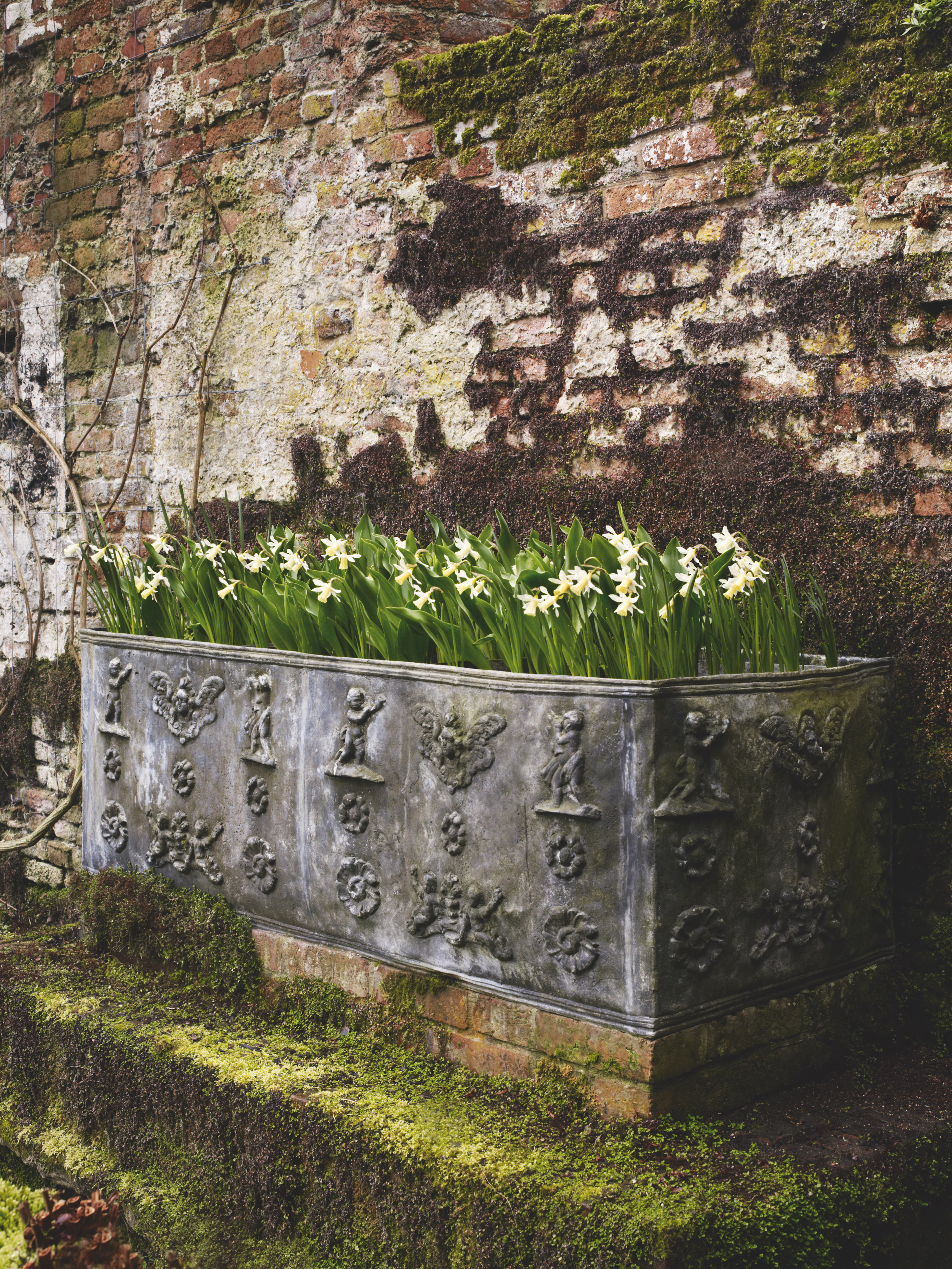 Container display using a mass-planting of daffodils