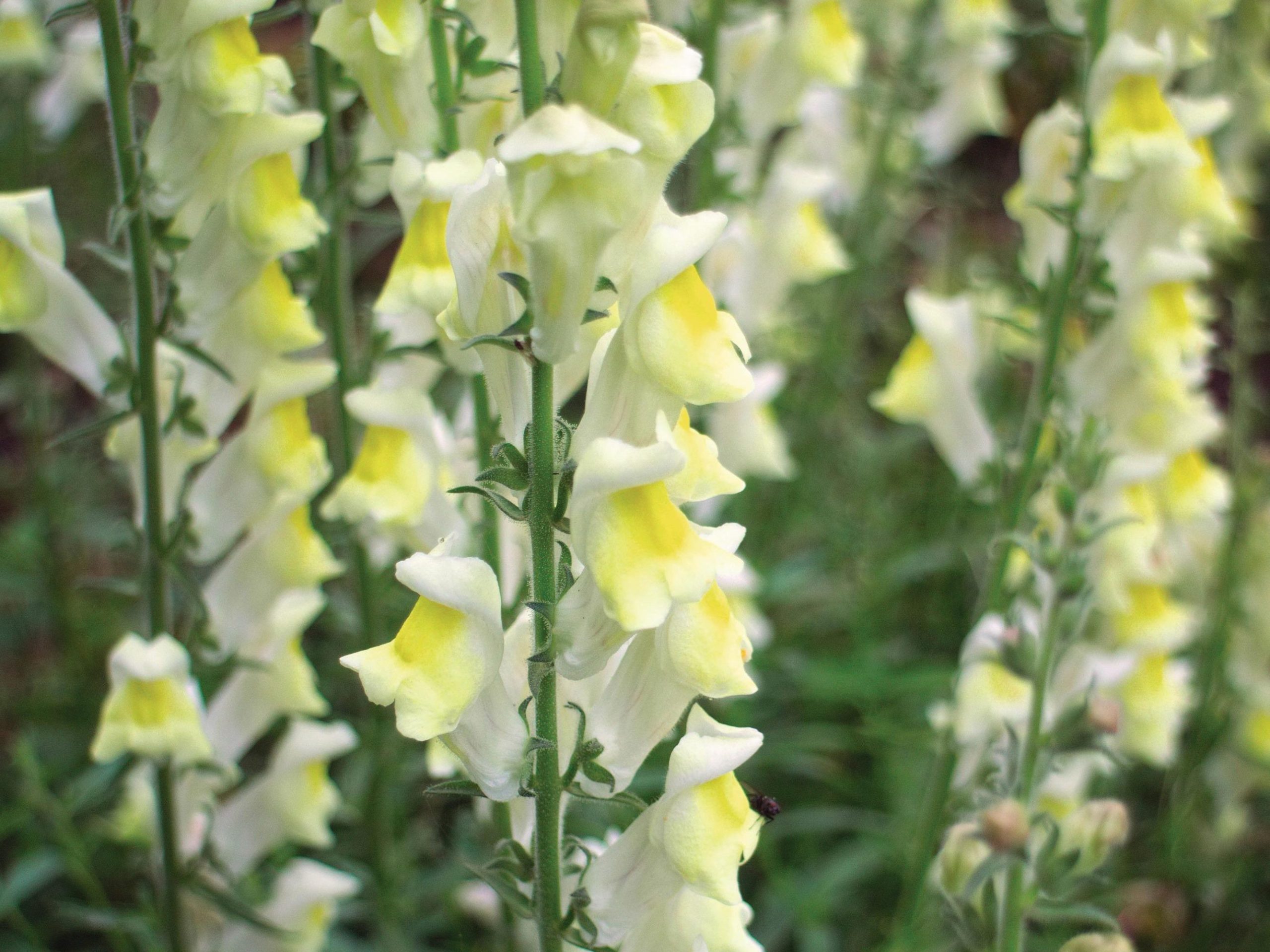Antirrhinum braun-blanquetii
