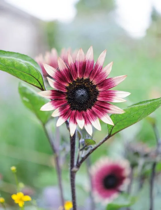 Helianthus 'Ms Mars' (Sunflower)