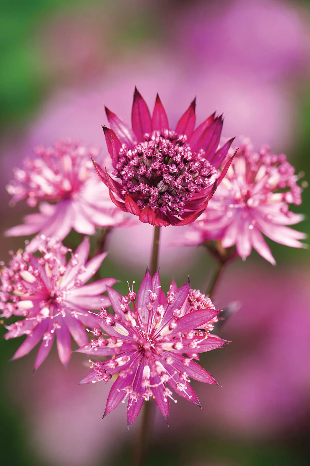 Astrantia major ‘Ruby Wedding’