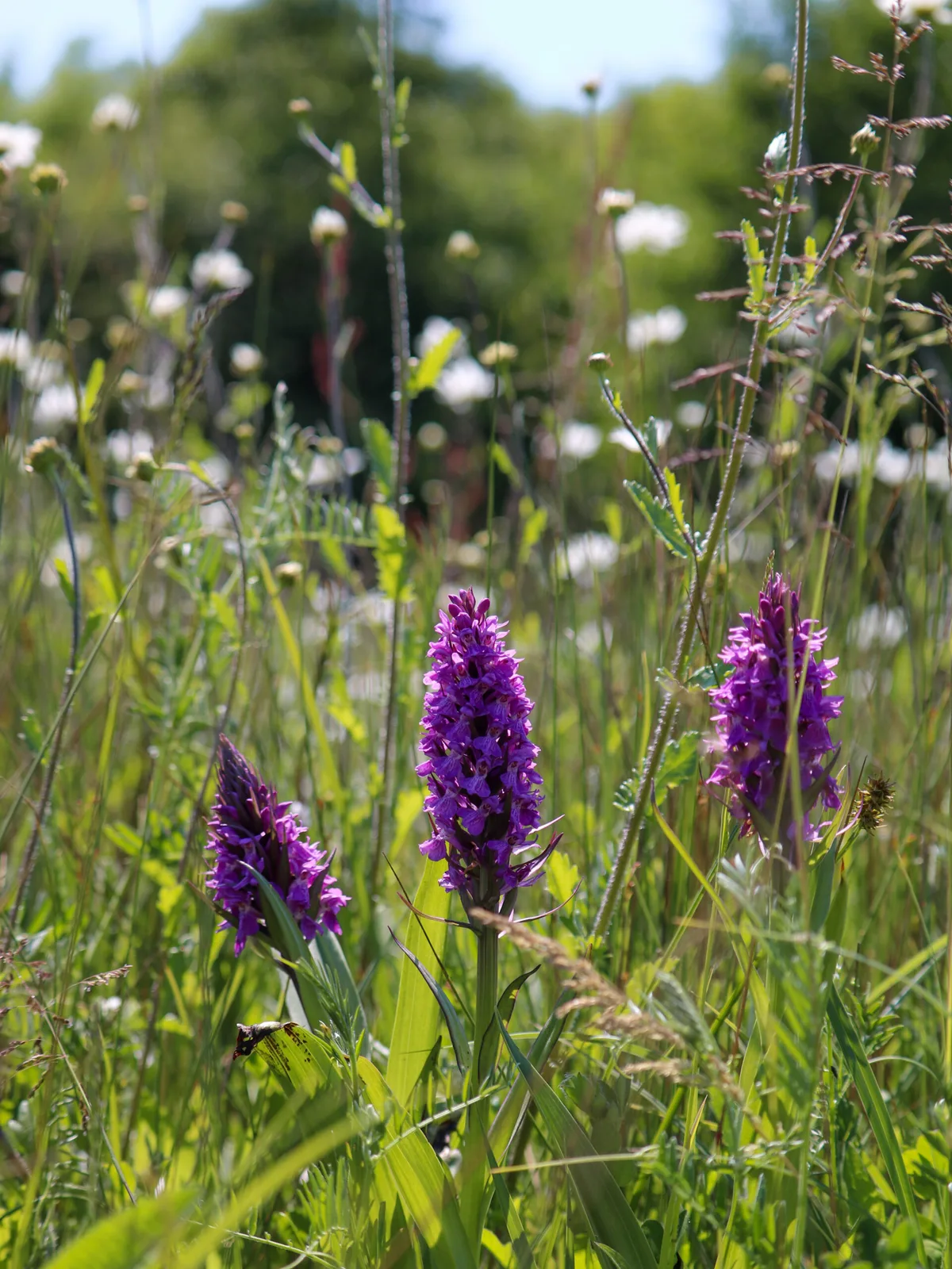 Wild orchids on a lawn