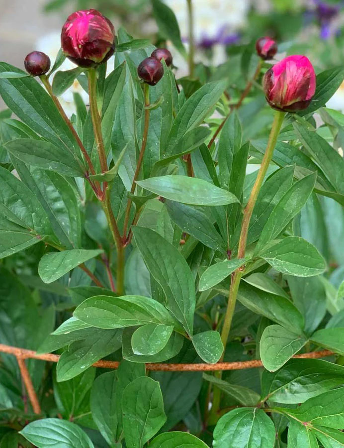 Agriframes Fluted peony support with pink peonies