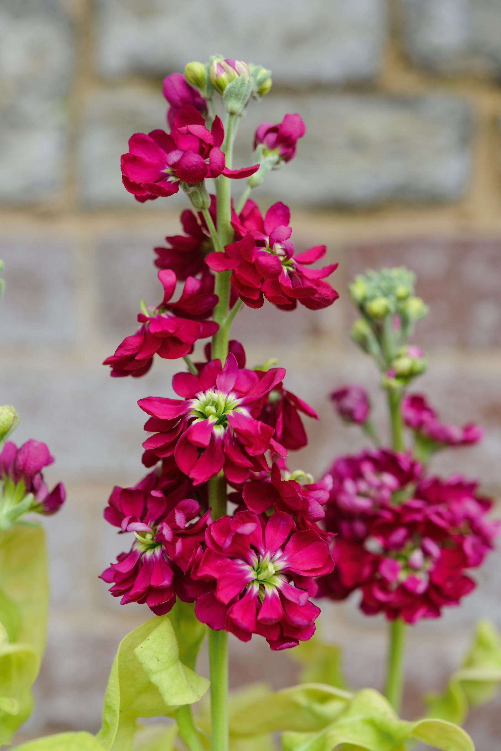 Matthiola incana 'Lucinda Red'