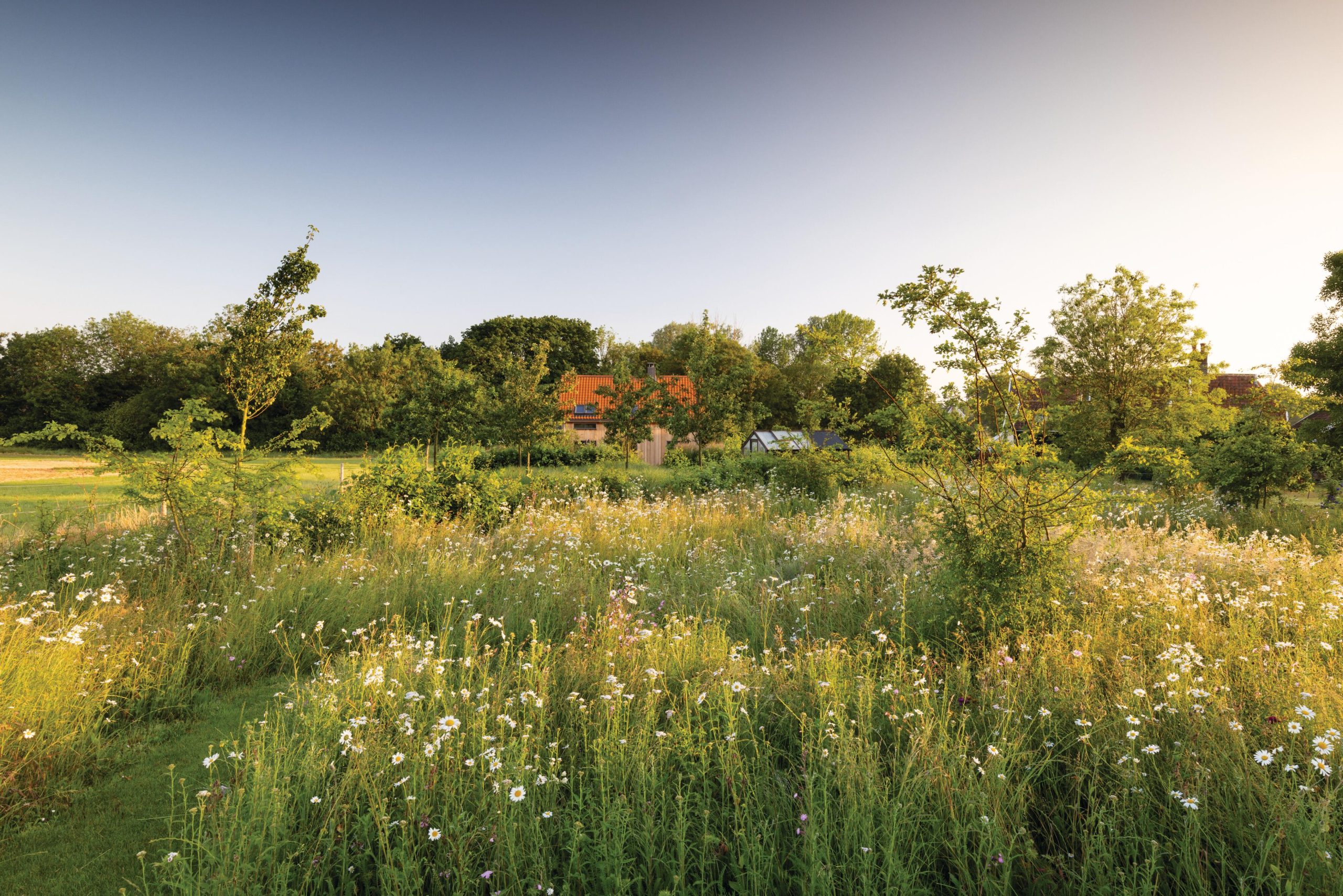 A meadow garden