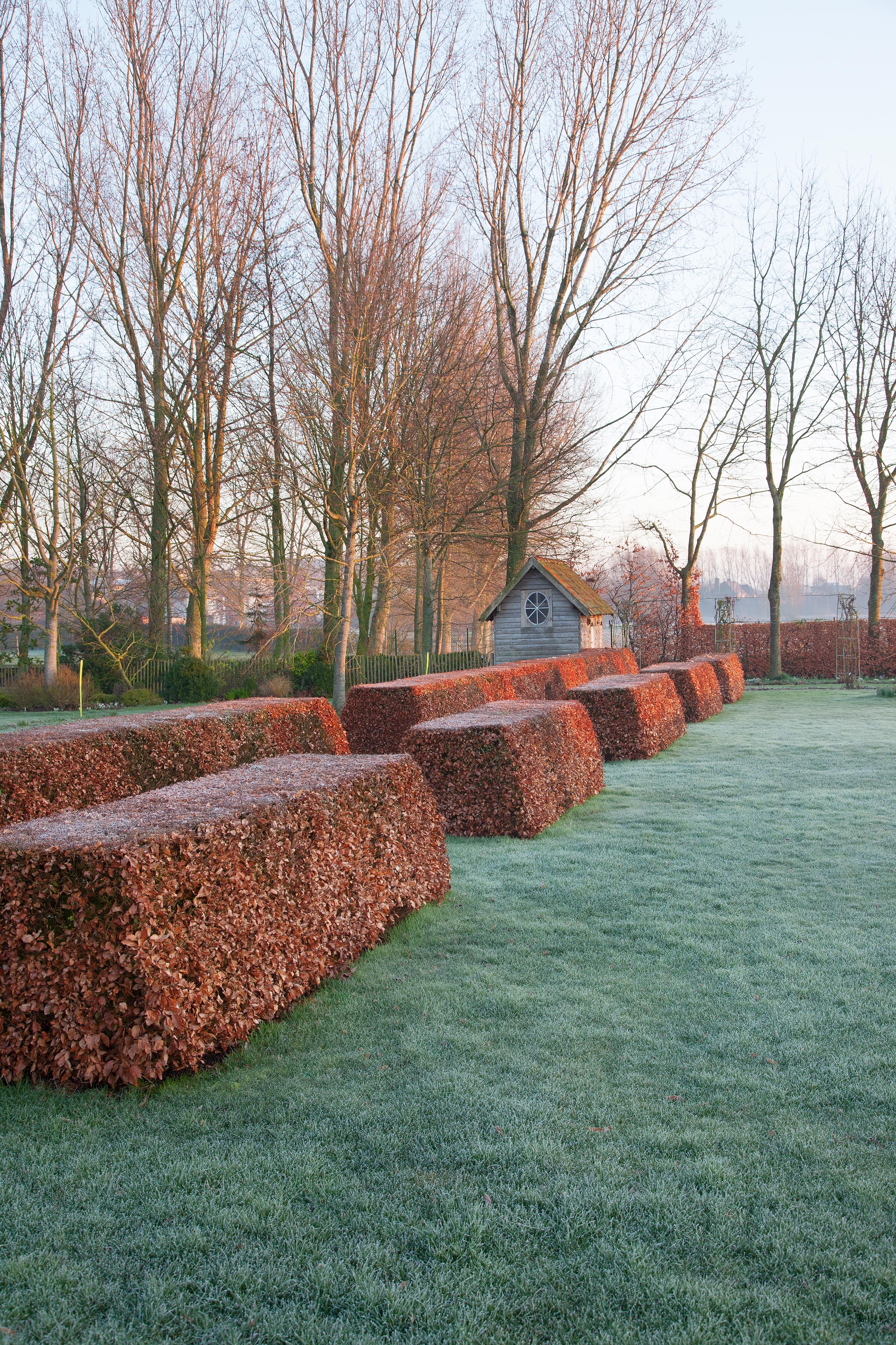 A series of low clipped beech hedges