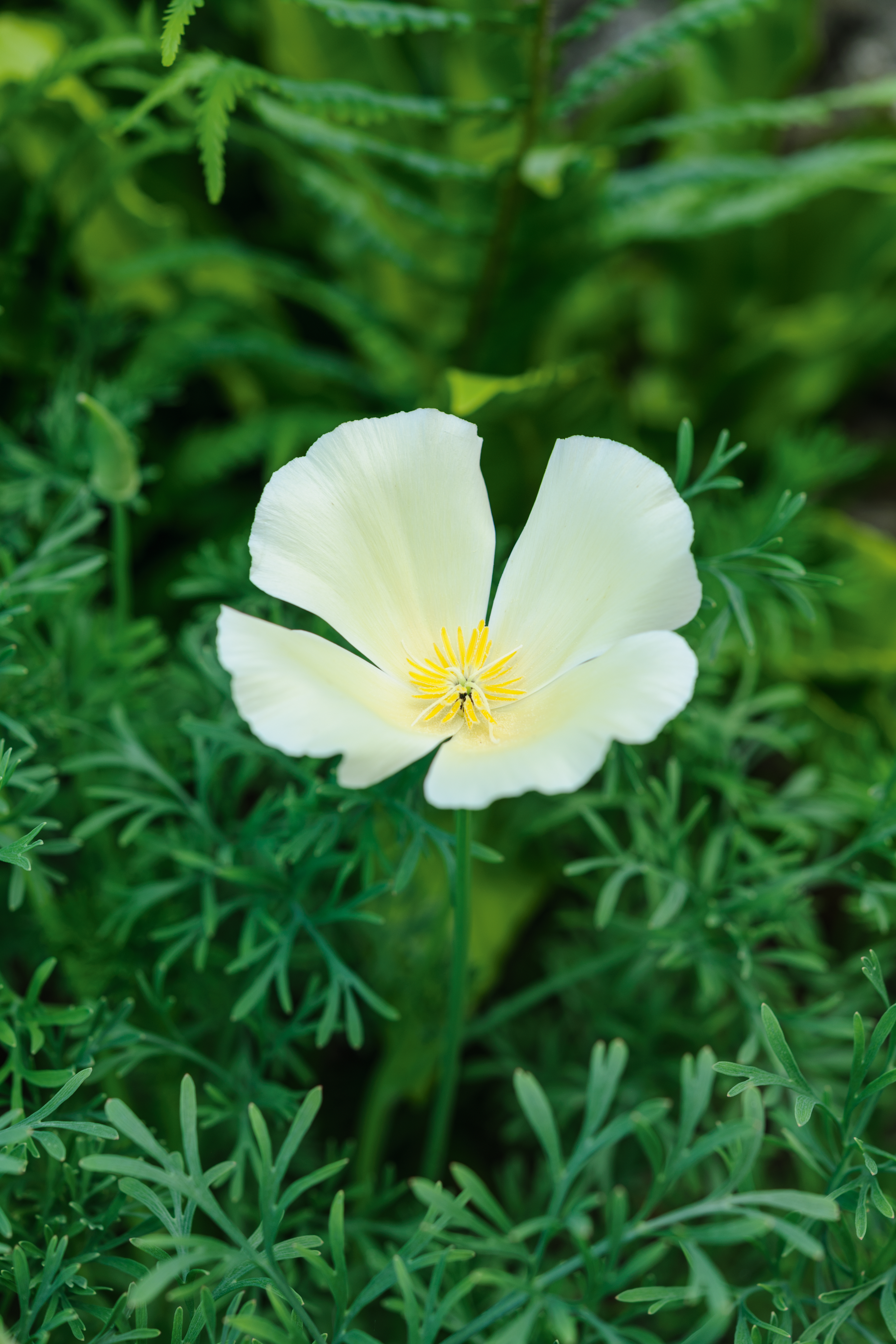 Eschscholtzia californica ‘Alba’