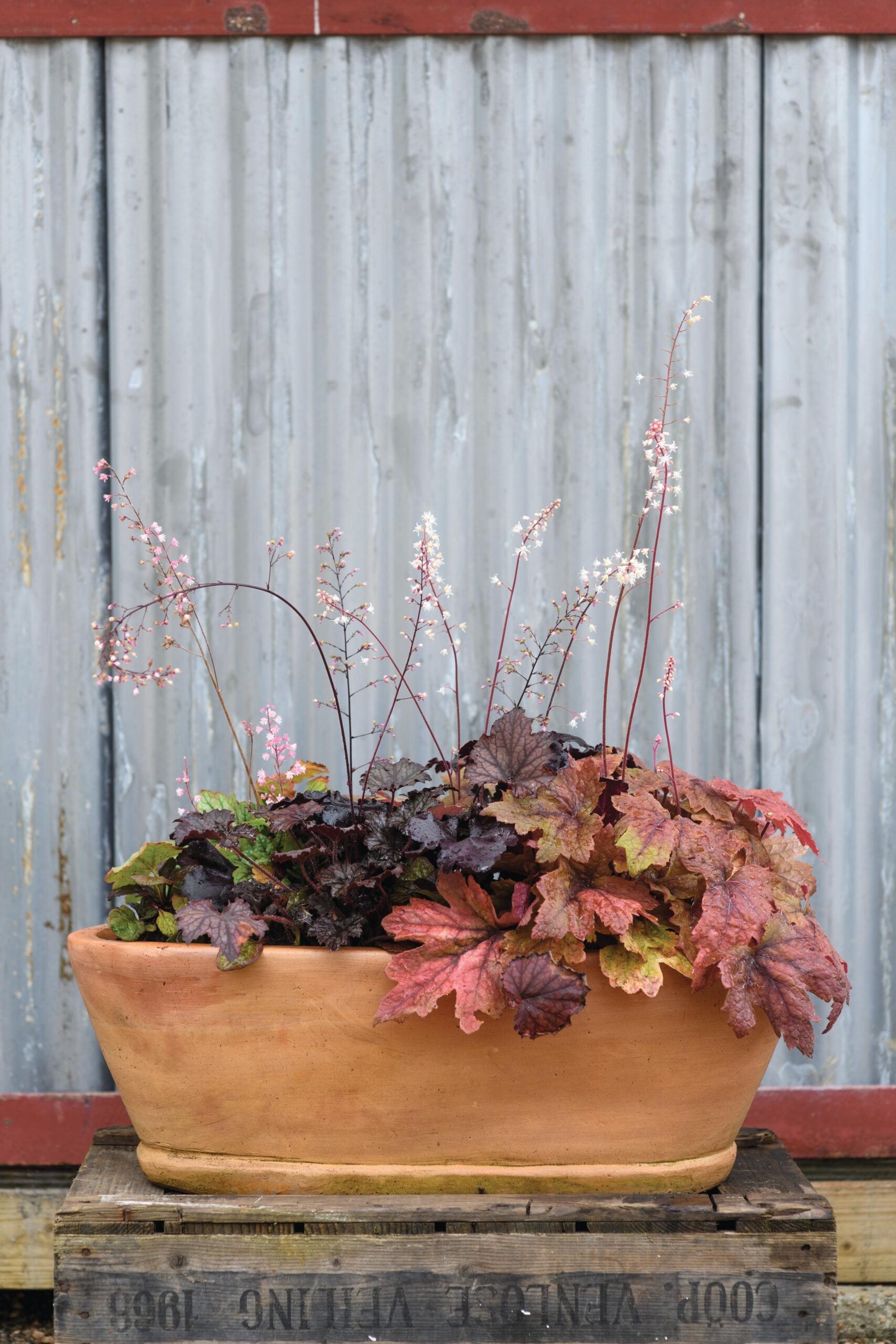 A pot using heucheras, heucherellas and tiarellas