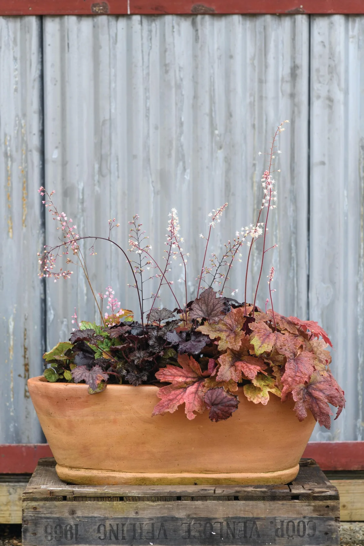 A pot using heucheras, heucherellas and tiarellas