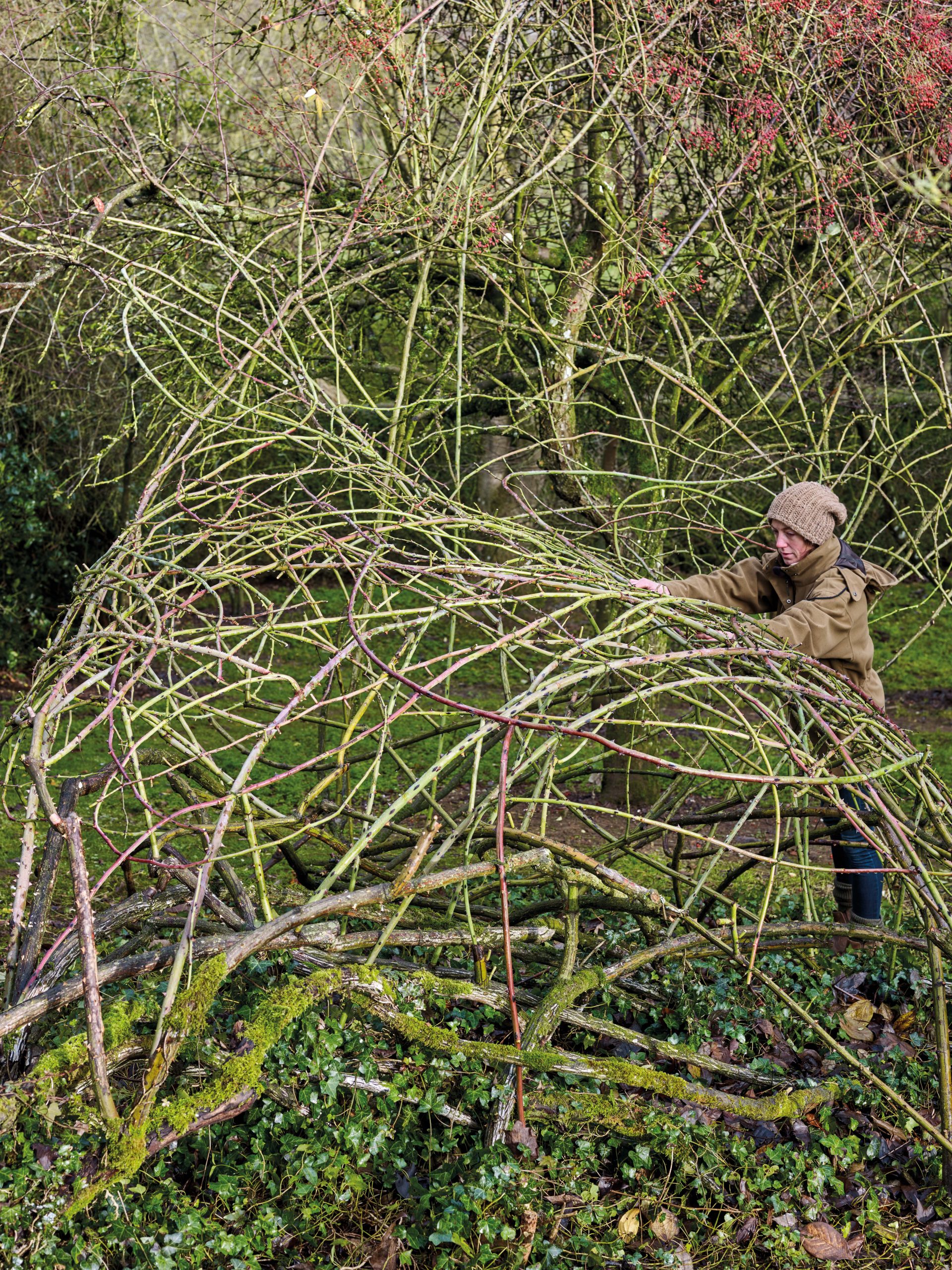 Training roses into trees