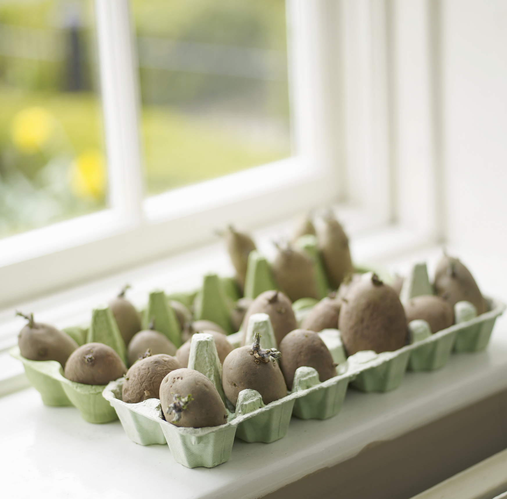 Chitting potatoes in an egg box on a windowsill