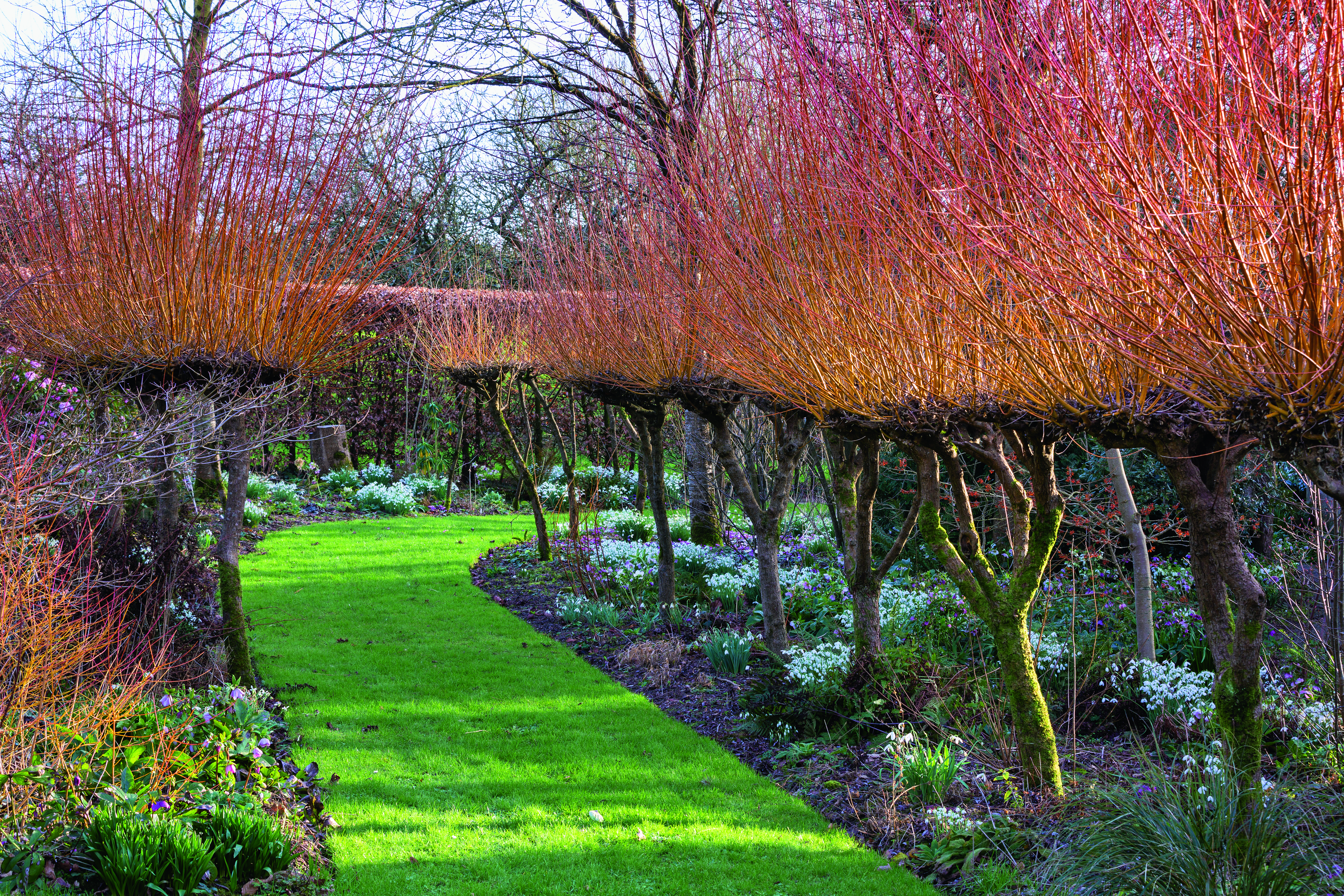 A winding grass path at Higher Cherubeer is flanked by a colonnade of Salix alba var. vitellina ‘Britzensis’ ornamented with hellebores, snowdrops and other early bulbs 