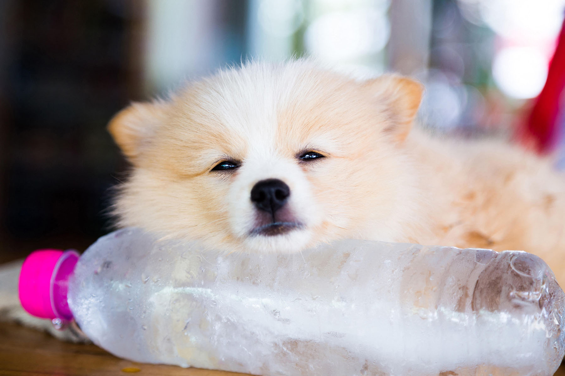 Brown Pomeranian dog sleeping on a frozen water bottle
