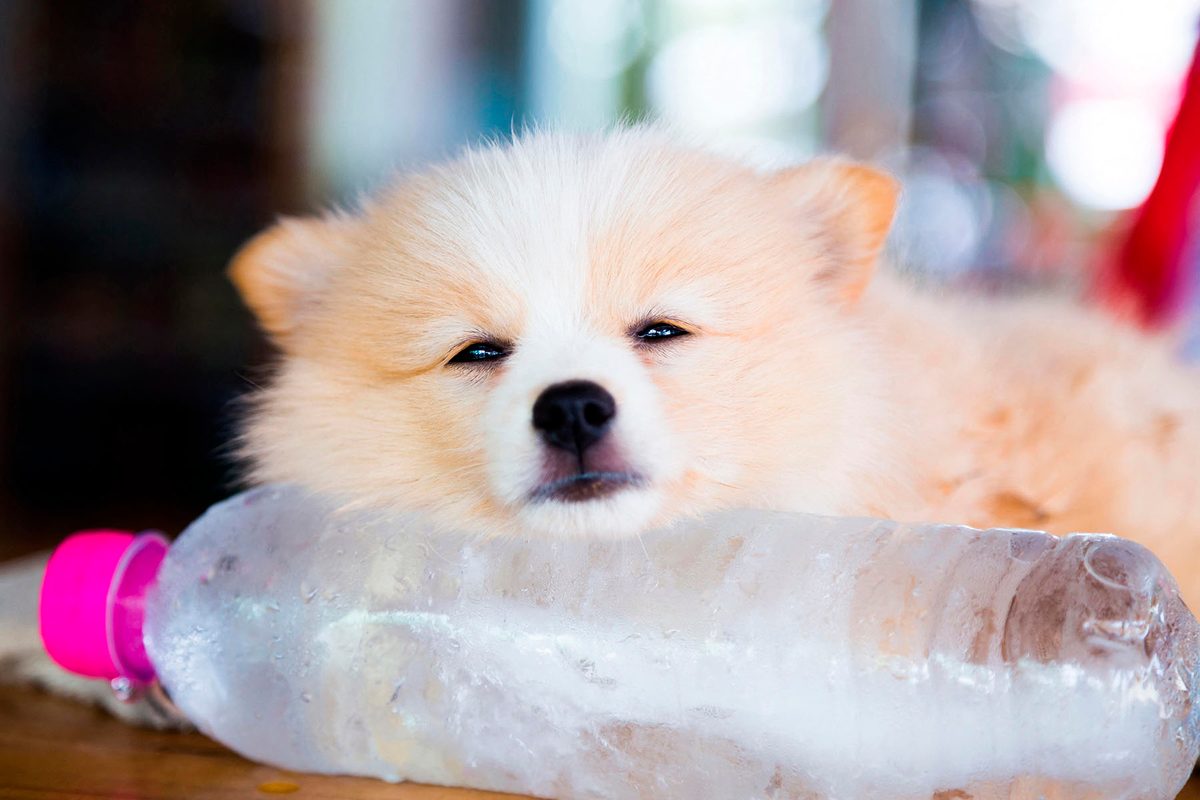 How to protect pets in a heatwave – and avoid deadly dehydration, sunburn and heatstroke