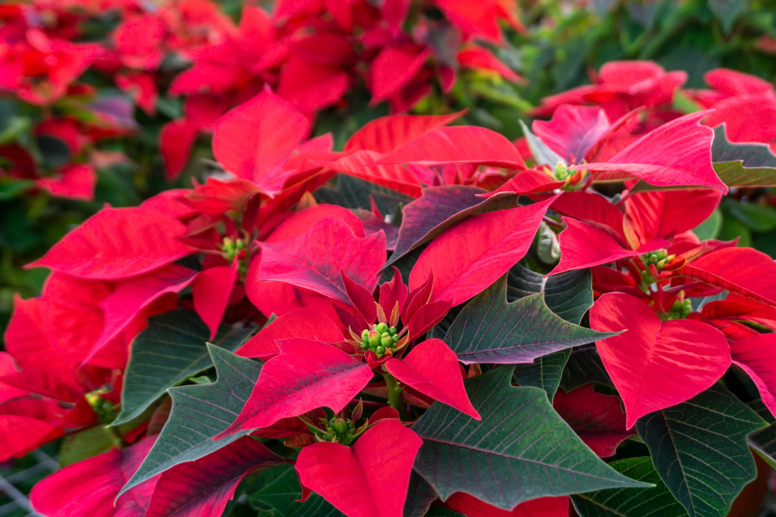 Poinsettia
