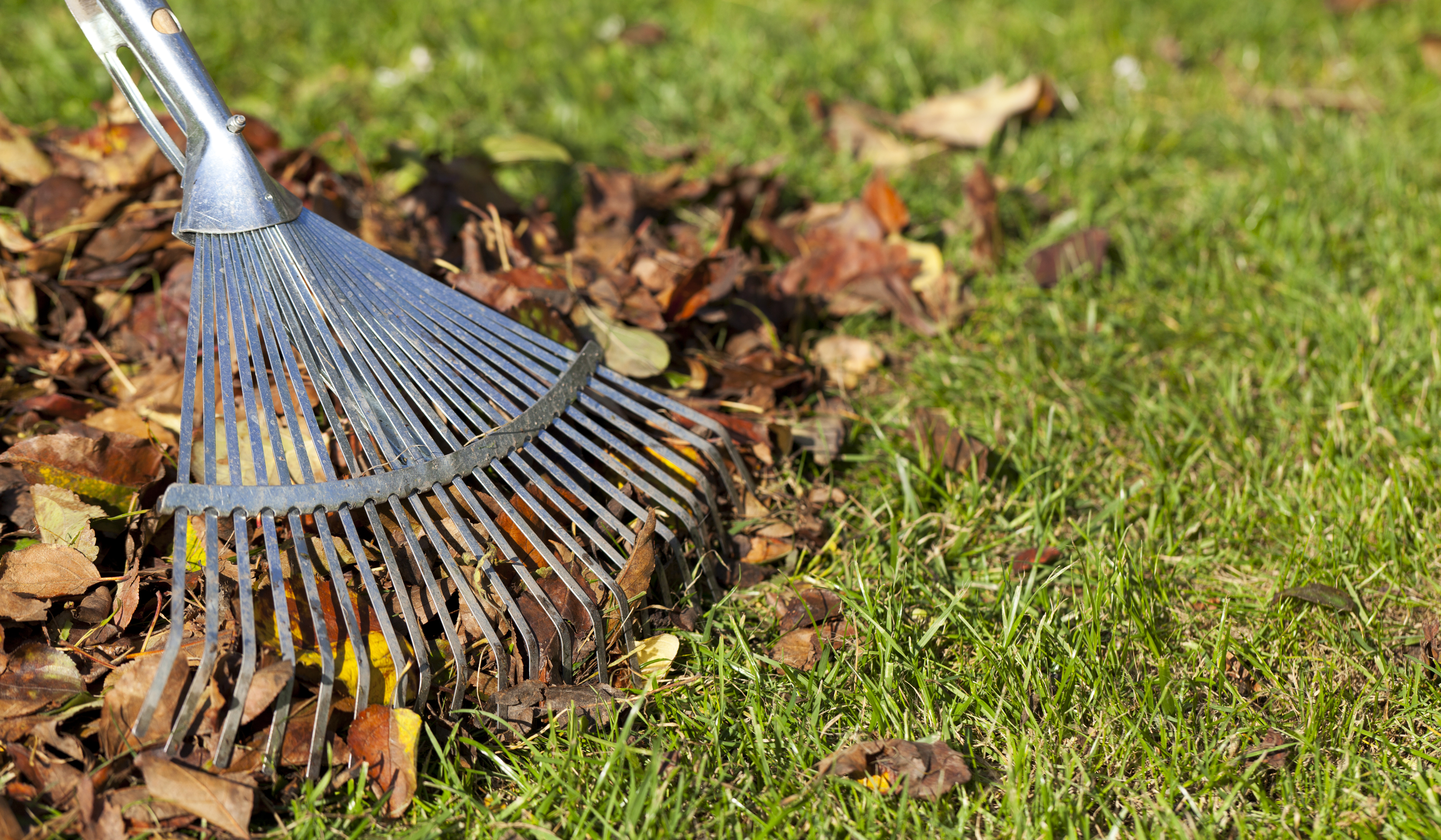 Collecting leaves with rake