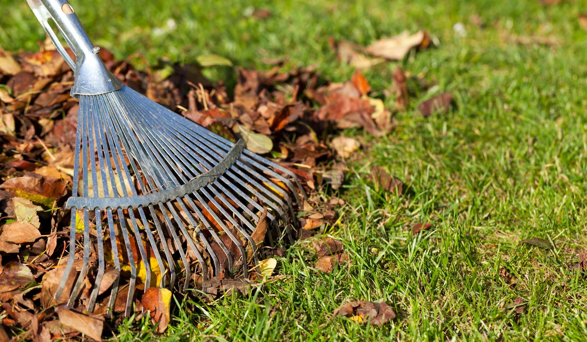 Collecting leaves with rake