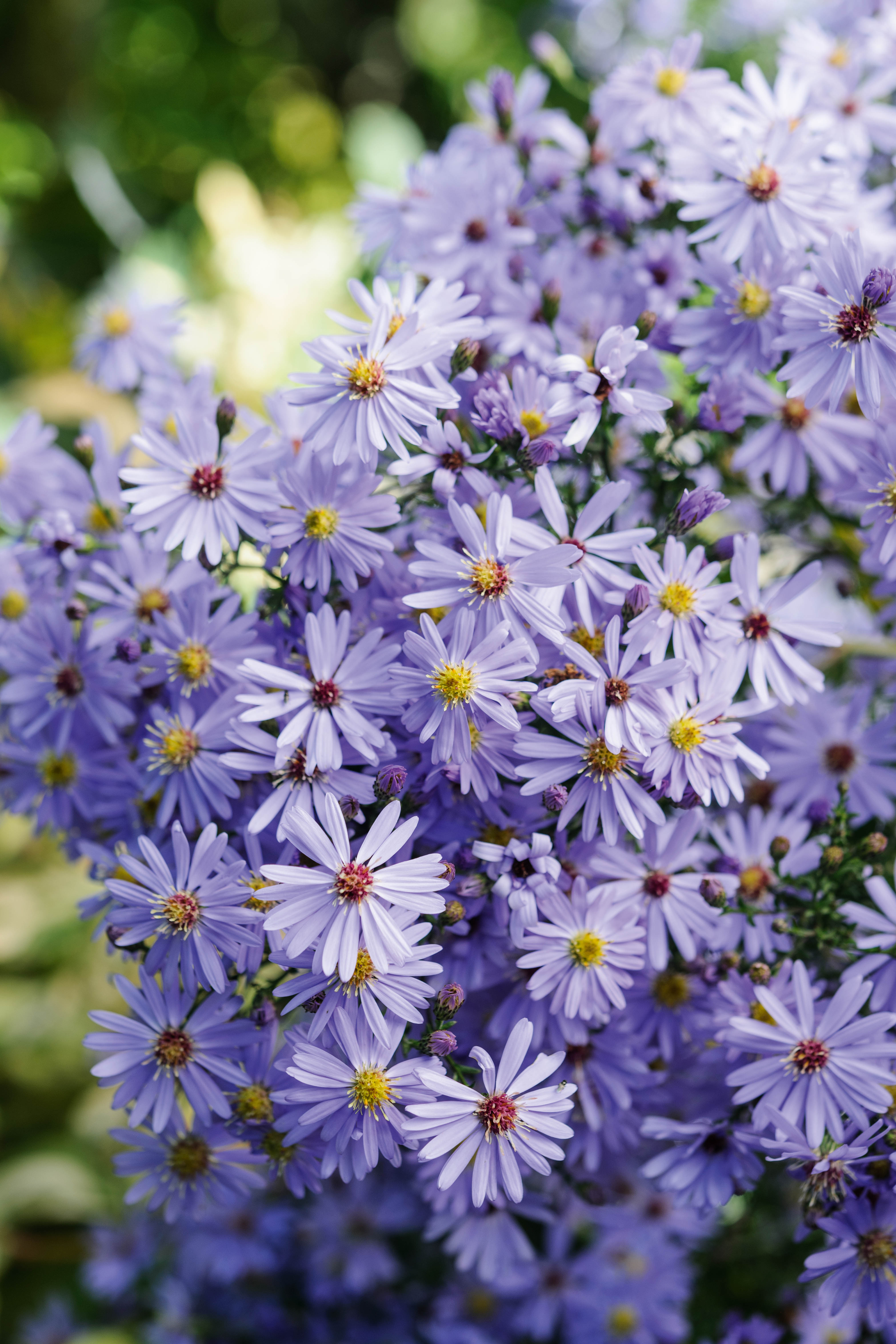 Purple flower; Symphyotrichum 'Little Carlow'