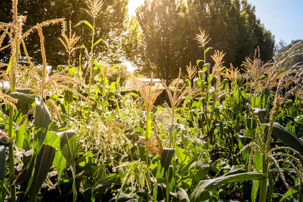 Corn rows at Garden Organic © Garden Organic