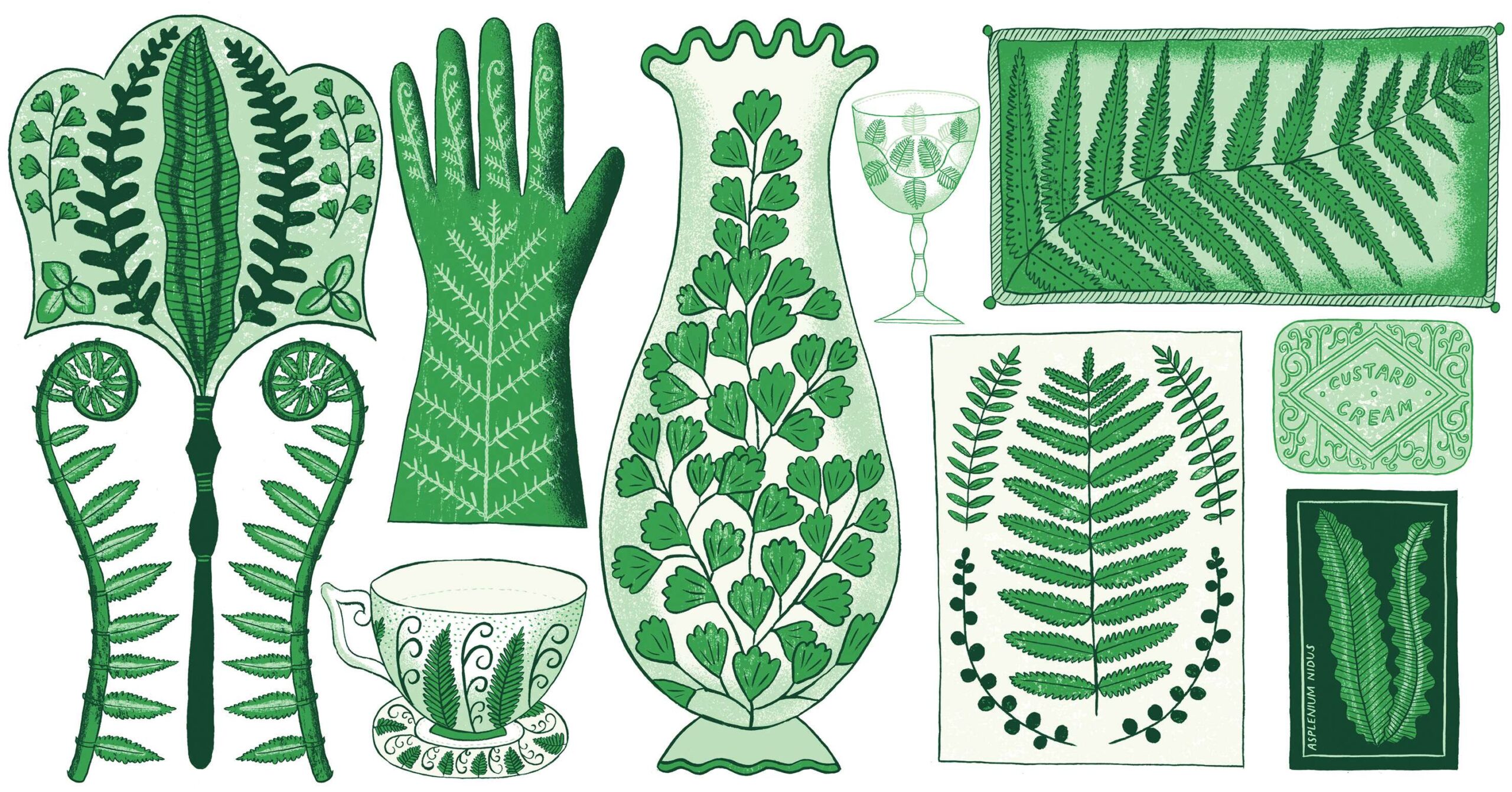 Illustration of houseplants